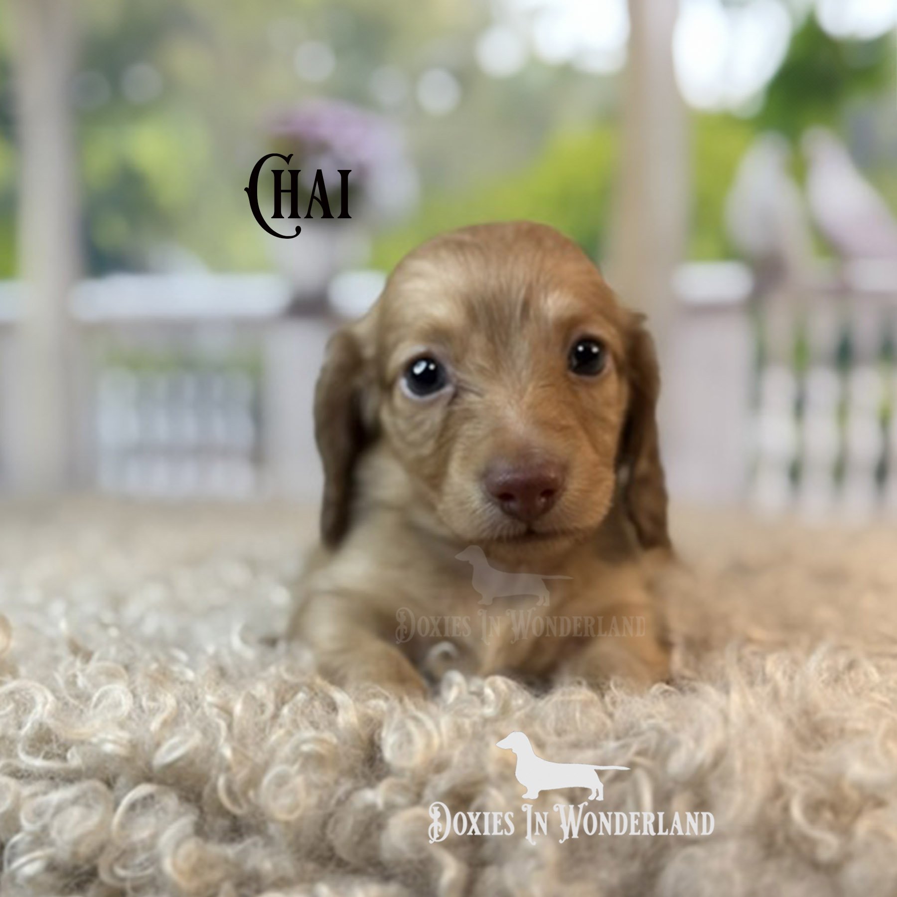 chai 5 weeks copy.jpg