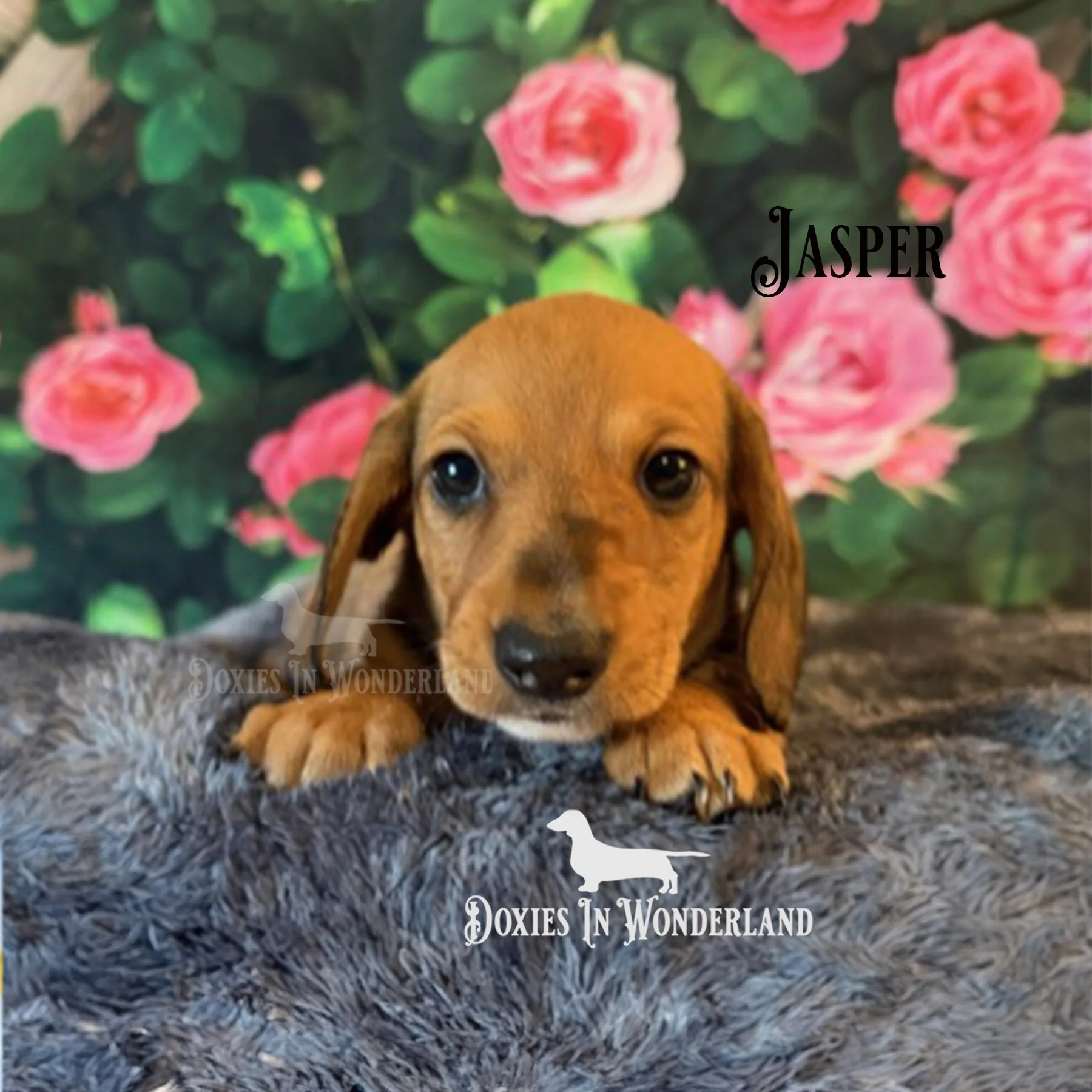 Jasper 7 weeks copy.jpg