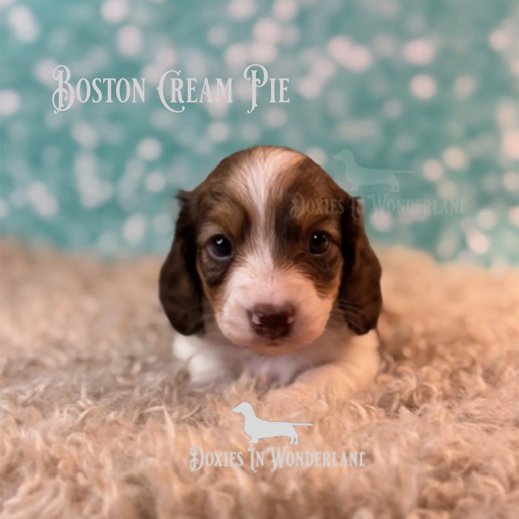 Boston Cream Pie 4 ks copy.jpg