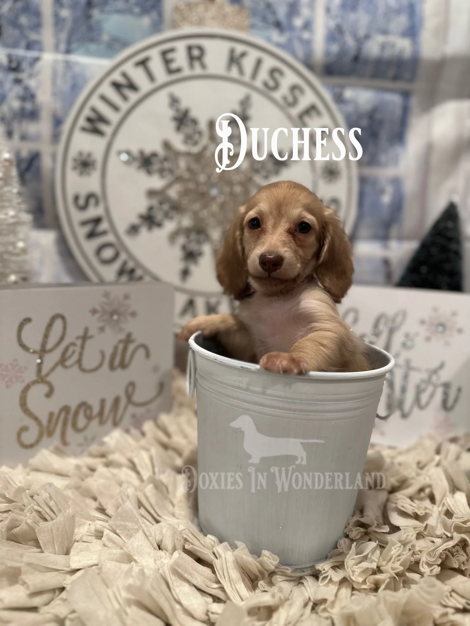 duchess 8 wks.jpg