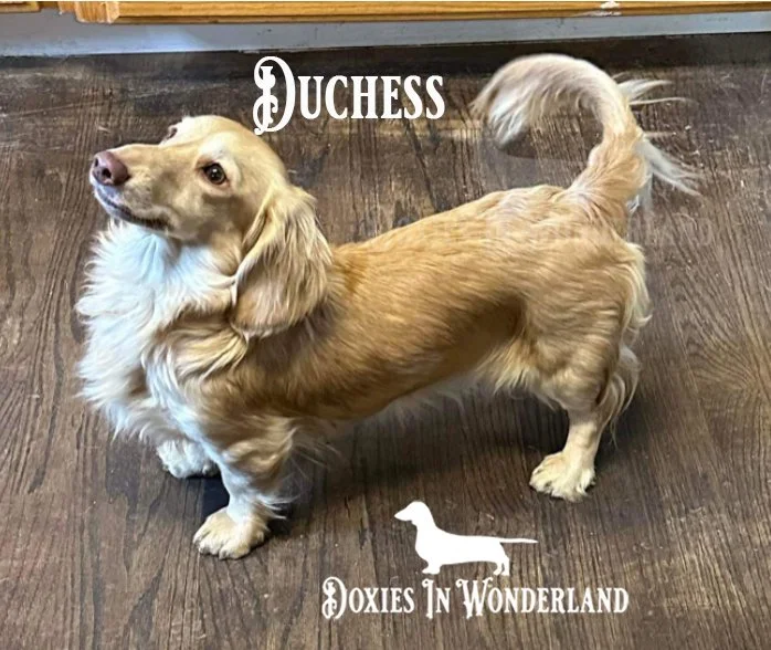 Duchess 1 year old copy.jpg