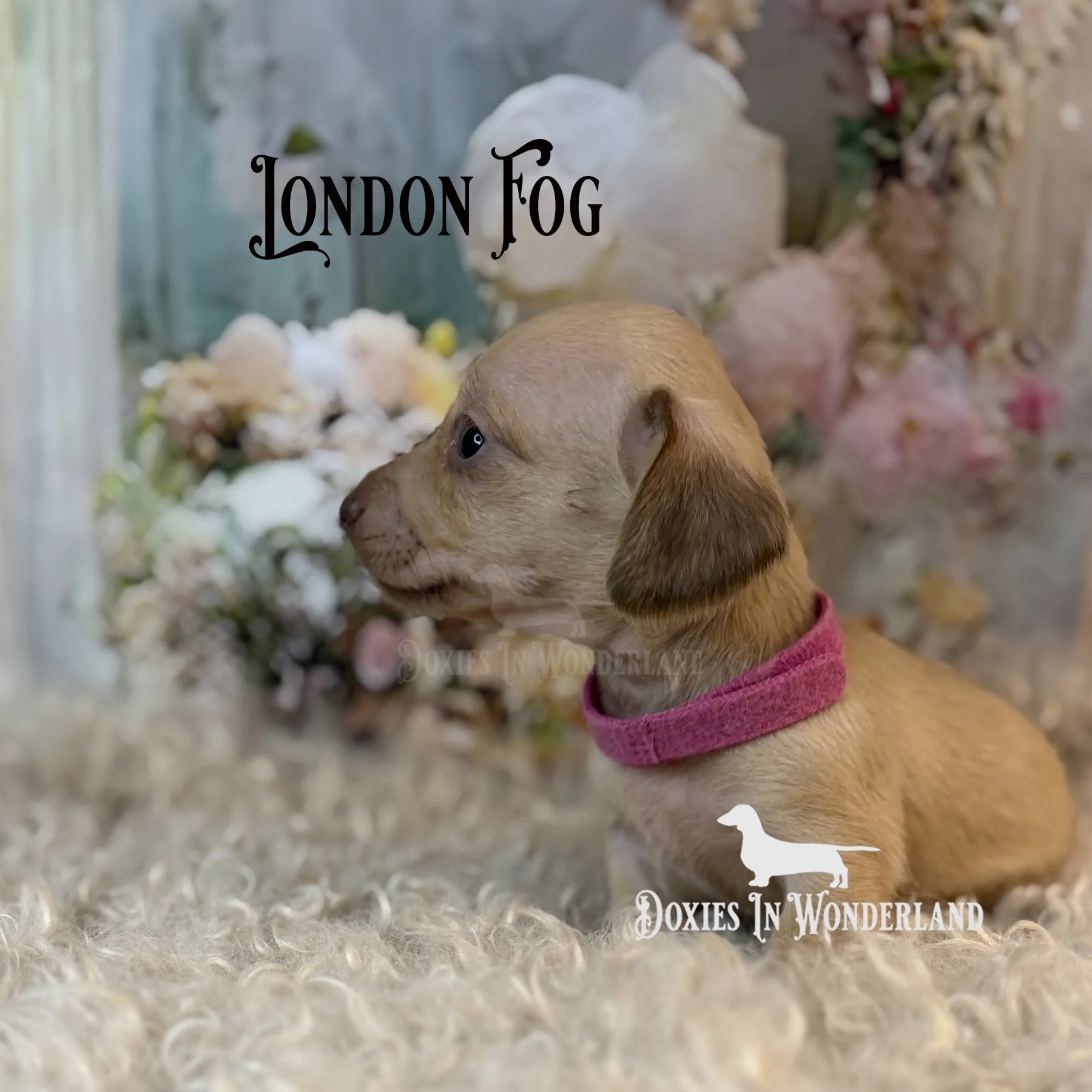 london 4 weeks copy.jpg