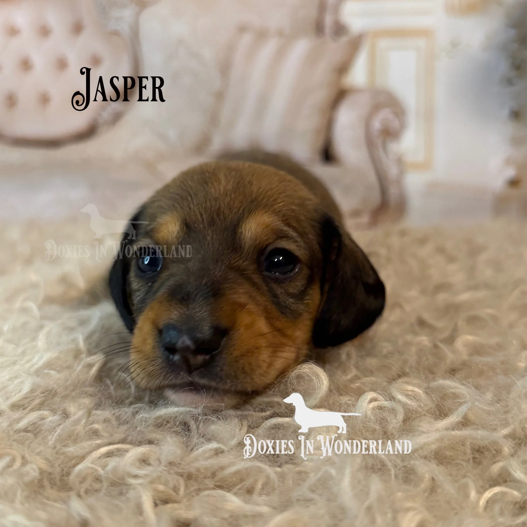 Jasper 3 weeks copy.jpg