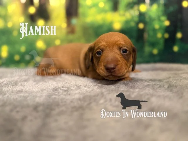 Hamish 3 wks copy.jpg