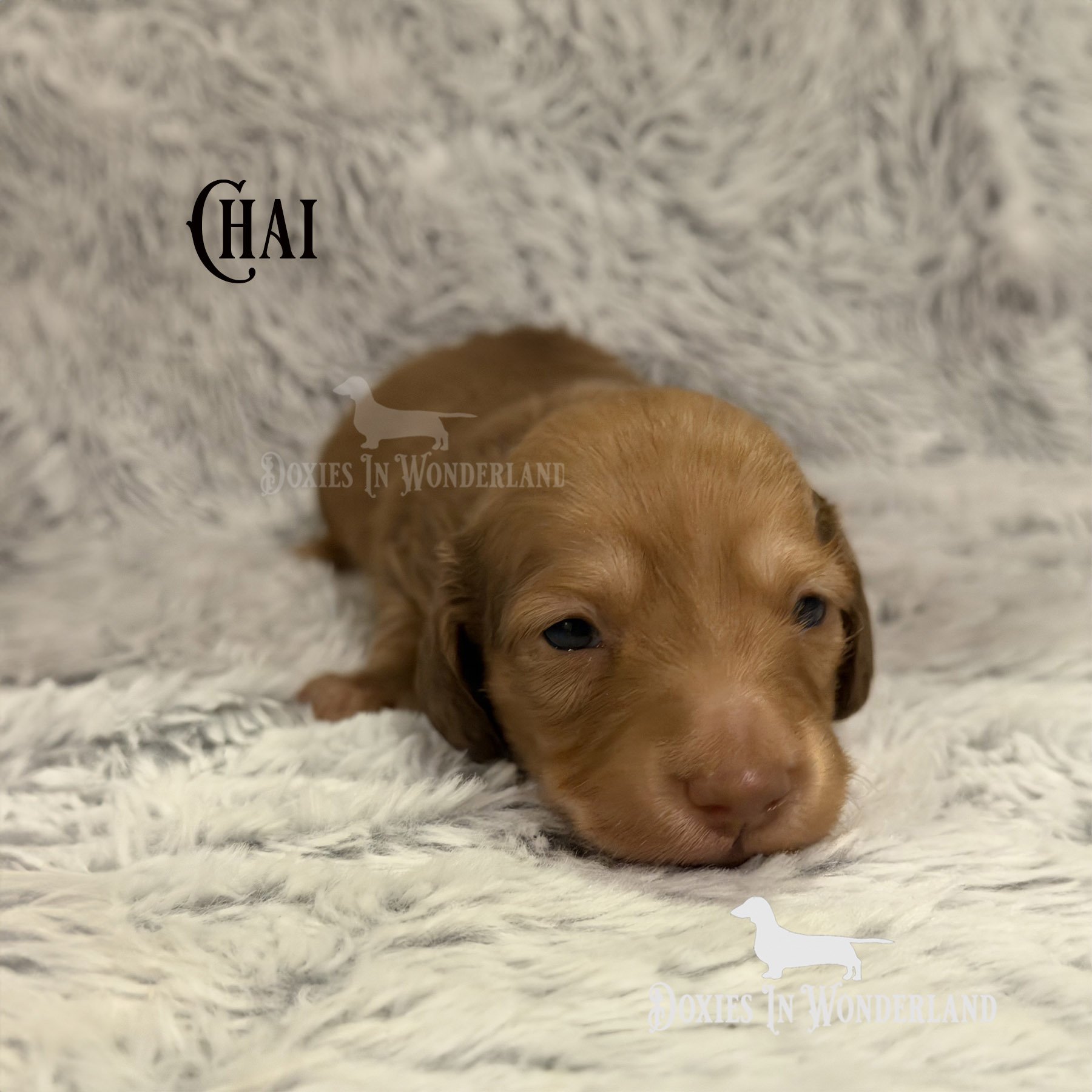 Chai 2 weeks old copy.jpg