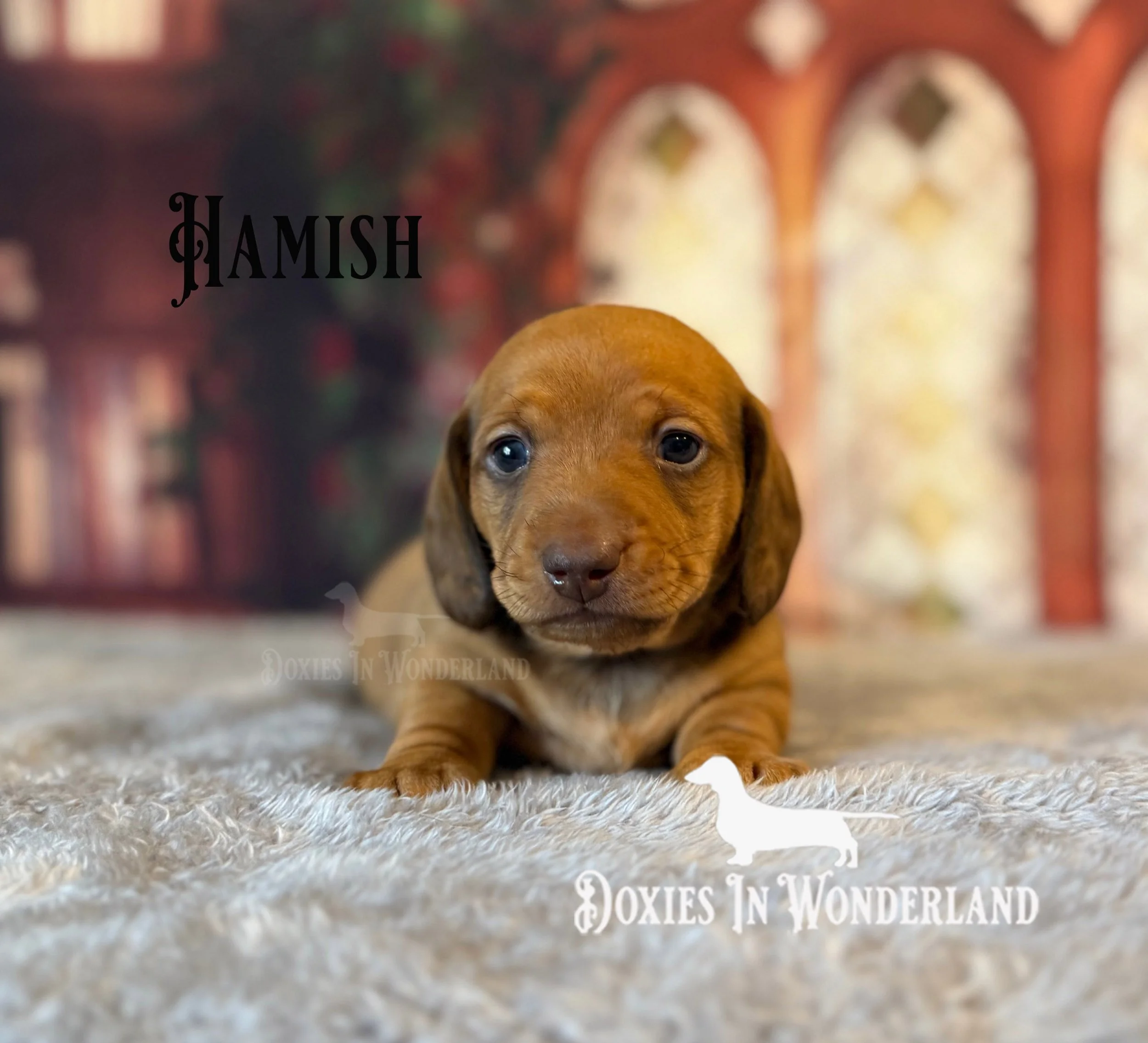 Hamish 4 weeks copy.jpg