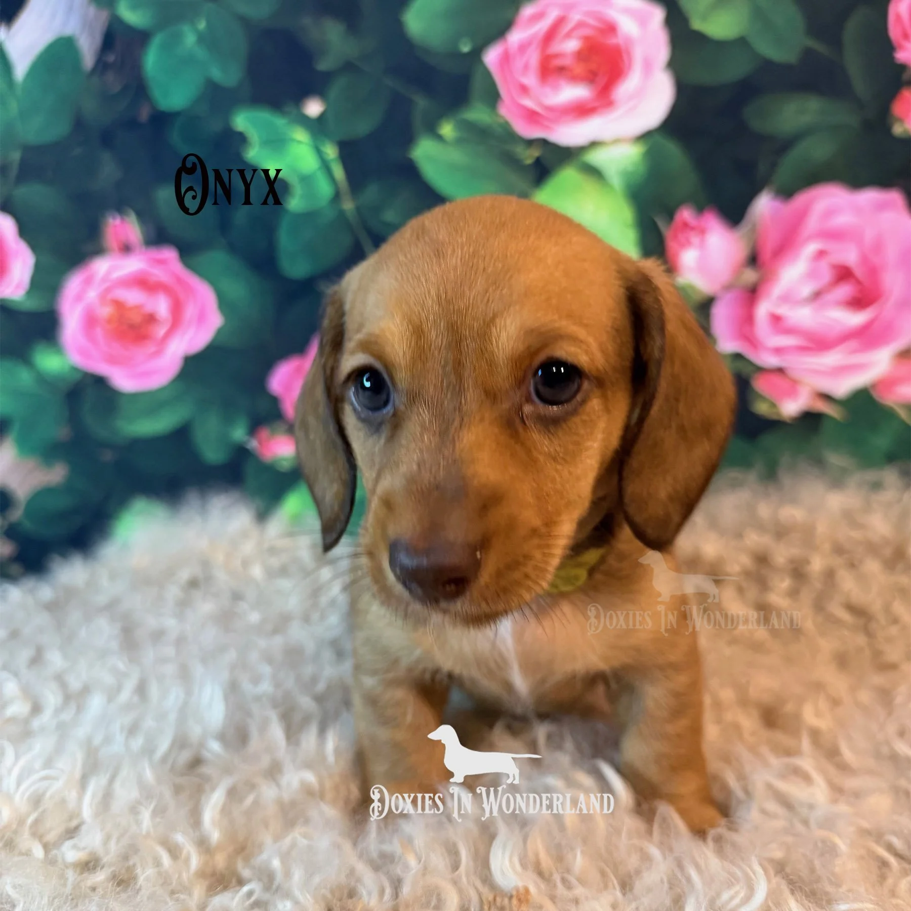 Onyx 6 wks copy.jpg