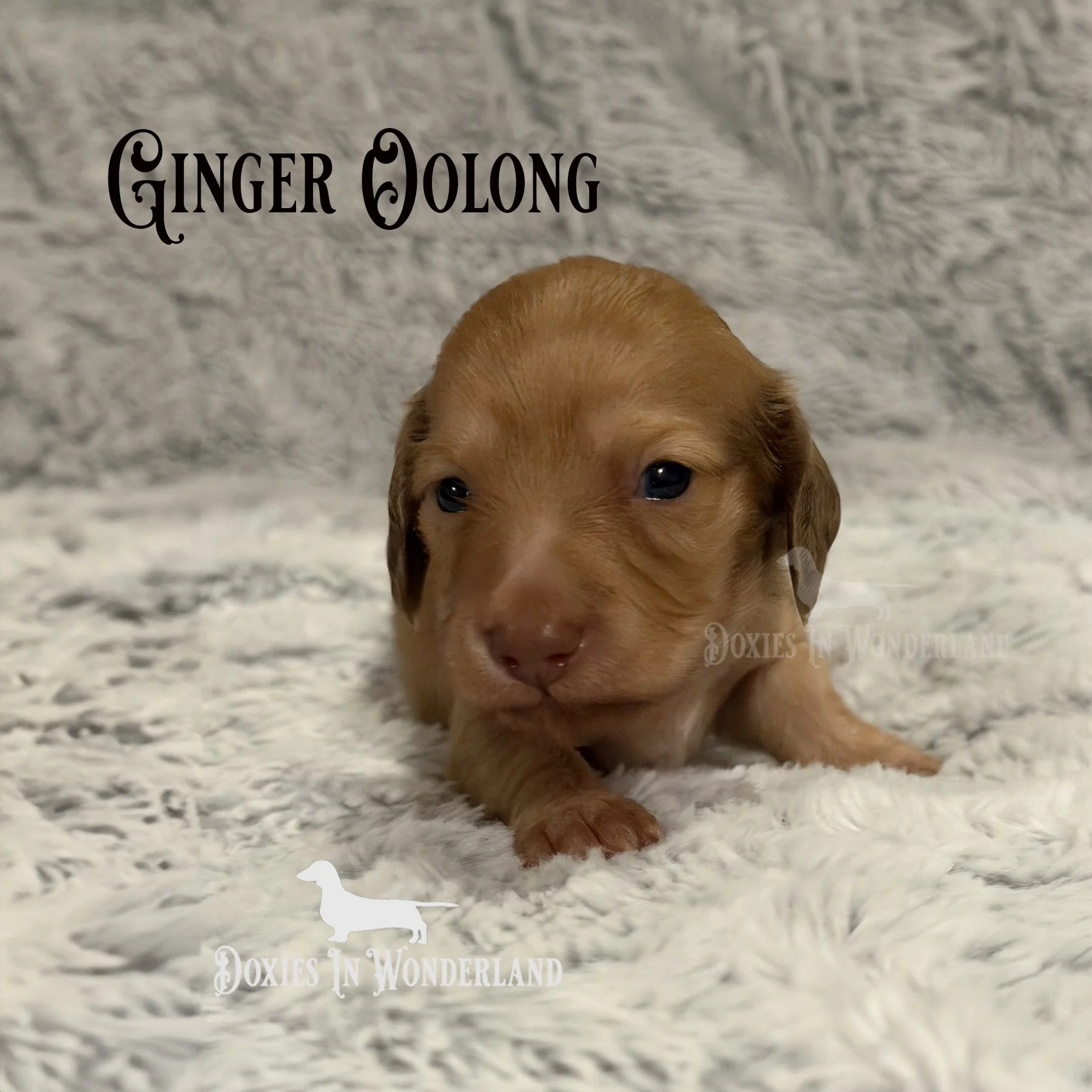 Ginger 2 weeks old copy.jpg