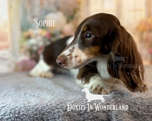 Sophie.jpg