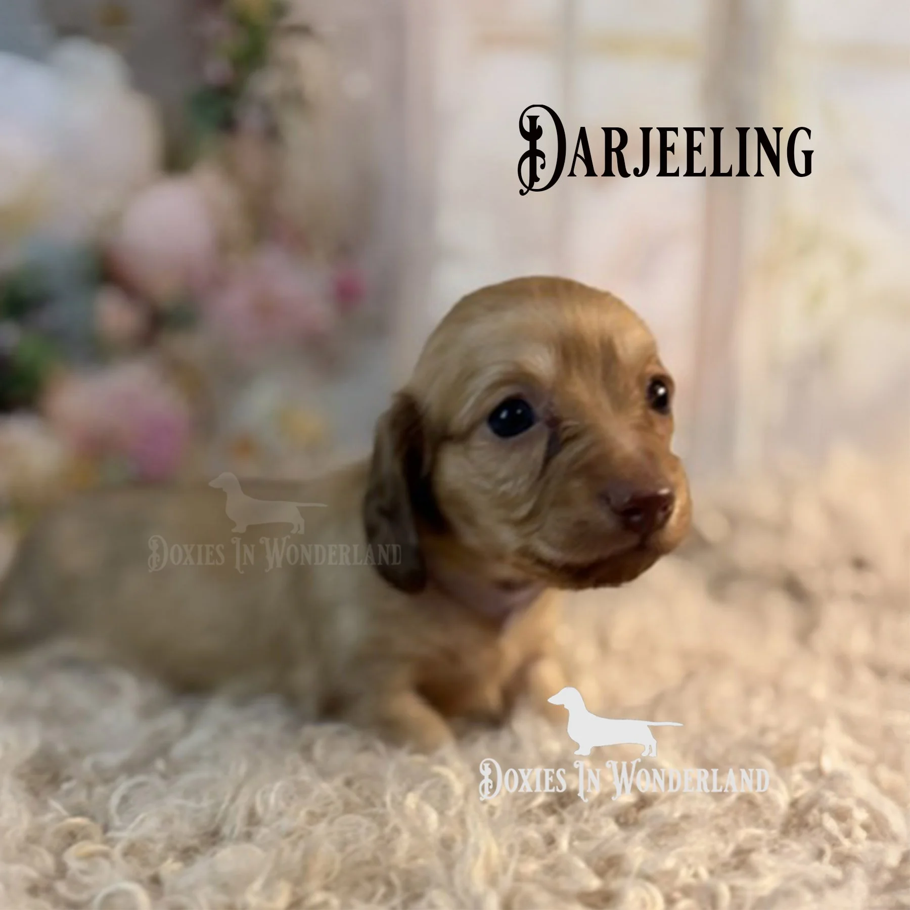 Darjeeling 4 weeks side view copy.jpg