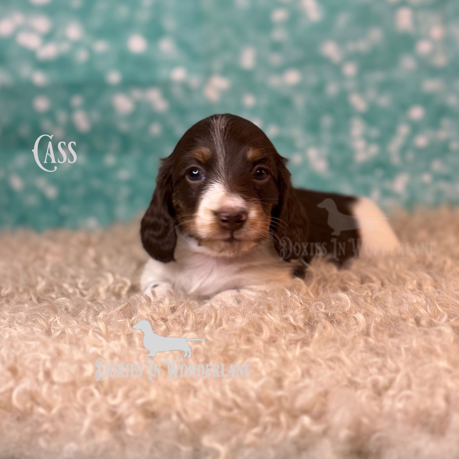 Cass 4 weeks old copy.jpg