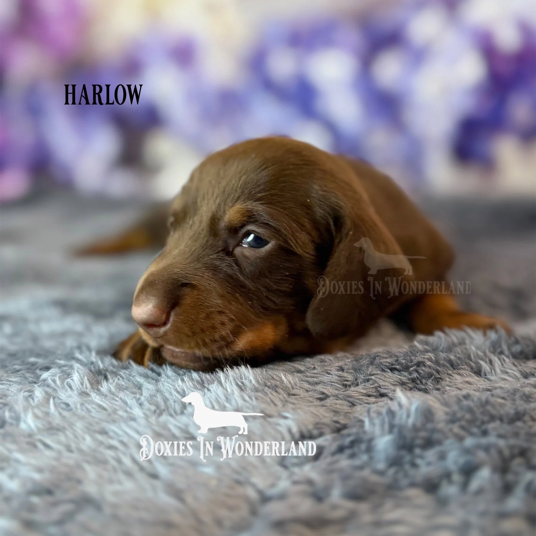 harlow 3 weeks copy.jpg