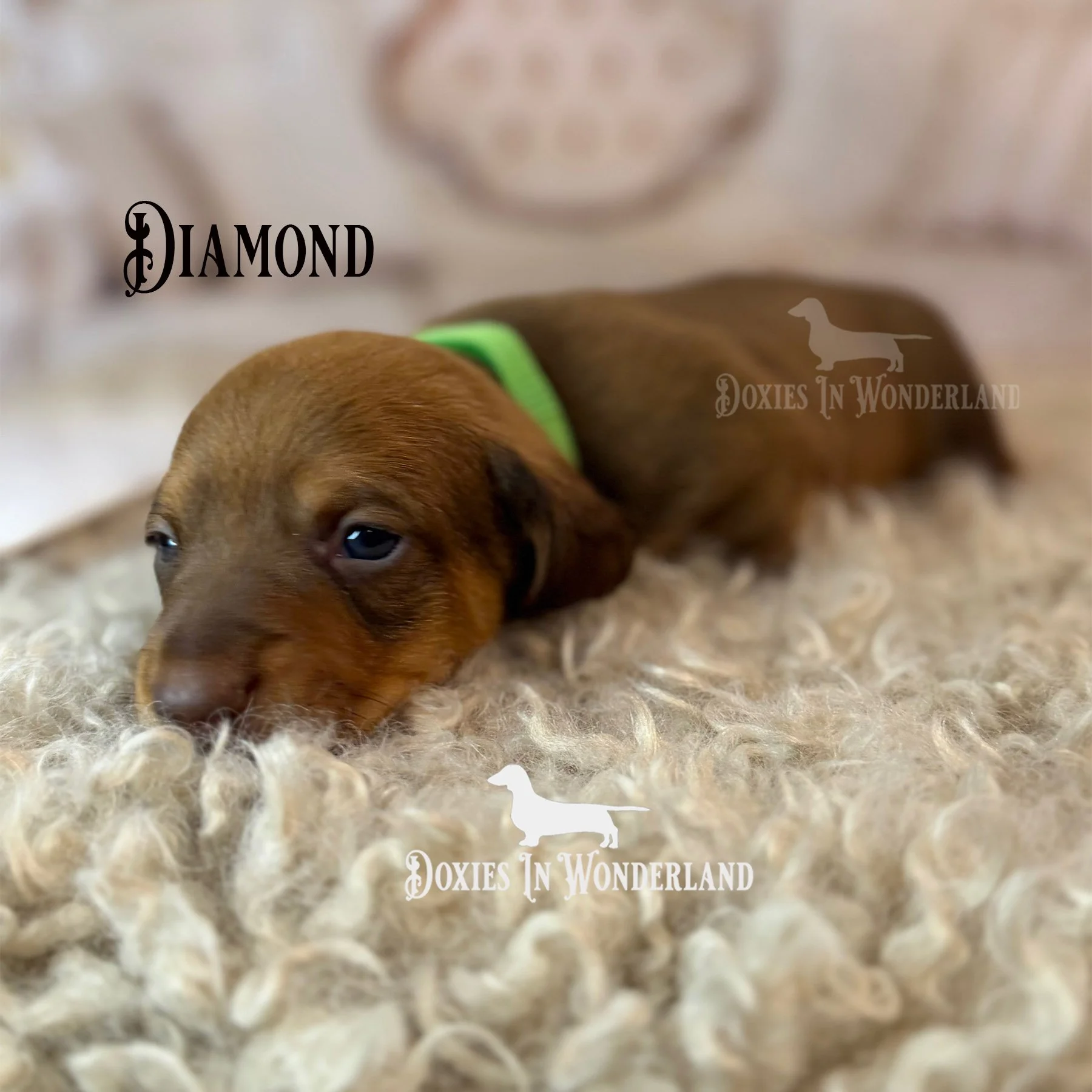 Diamond 3 weeks old copy.jpg