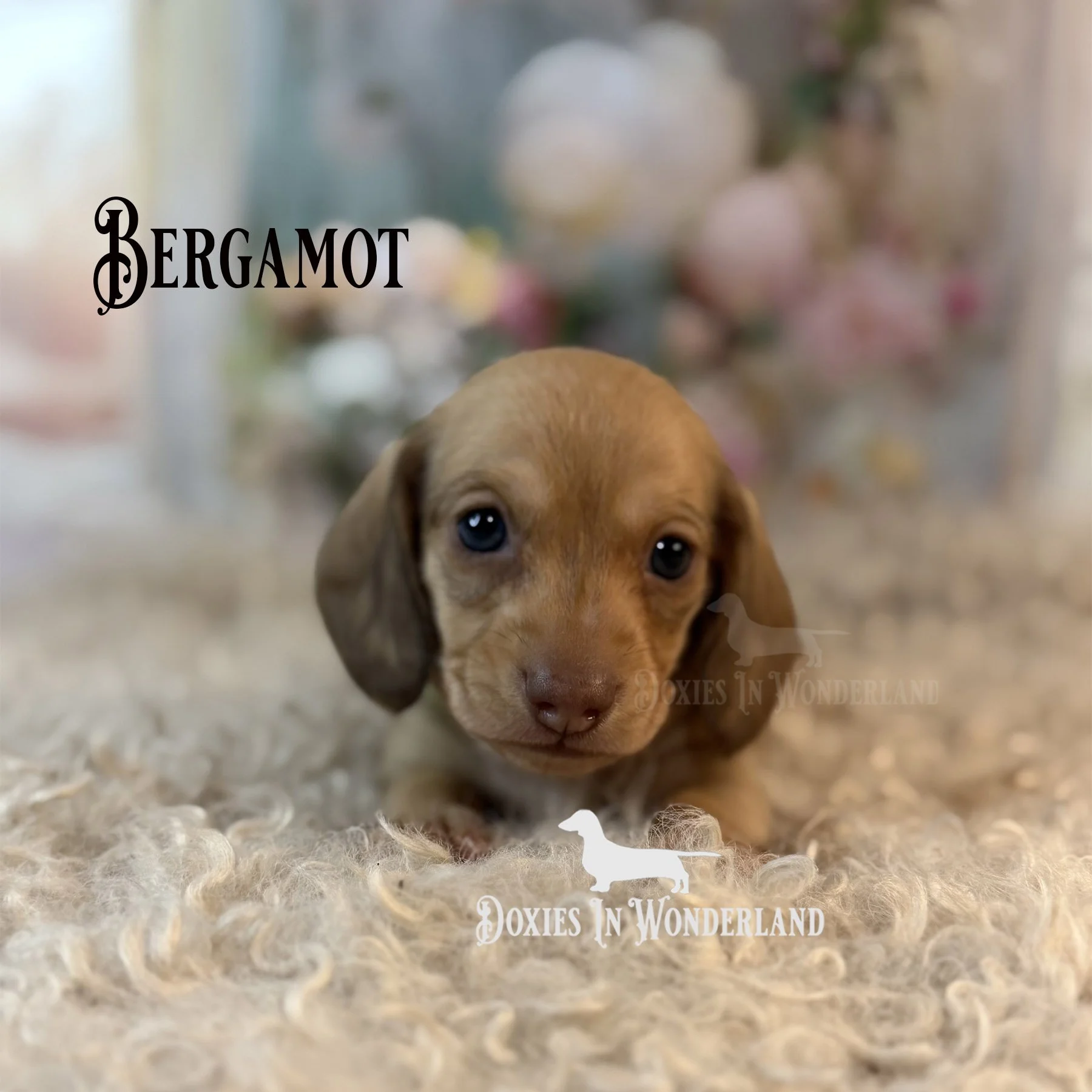 Bergamot 4 weeks smooth boy copy.jpg