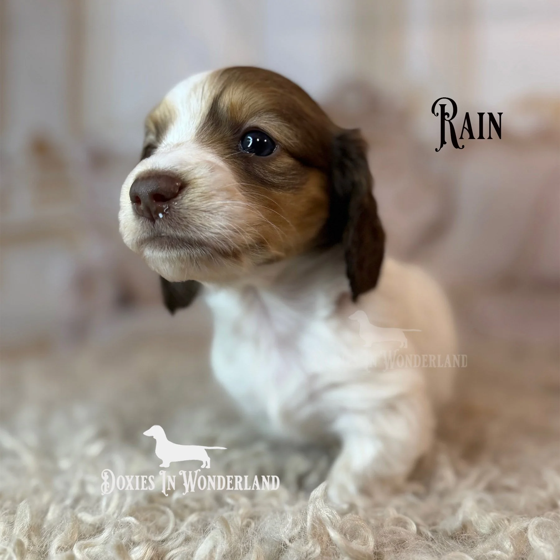 Rain 3 week 2 copy.jpg