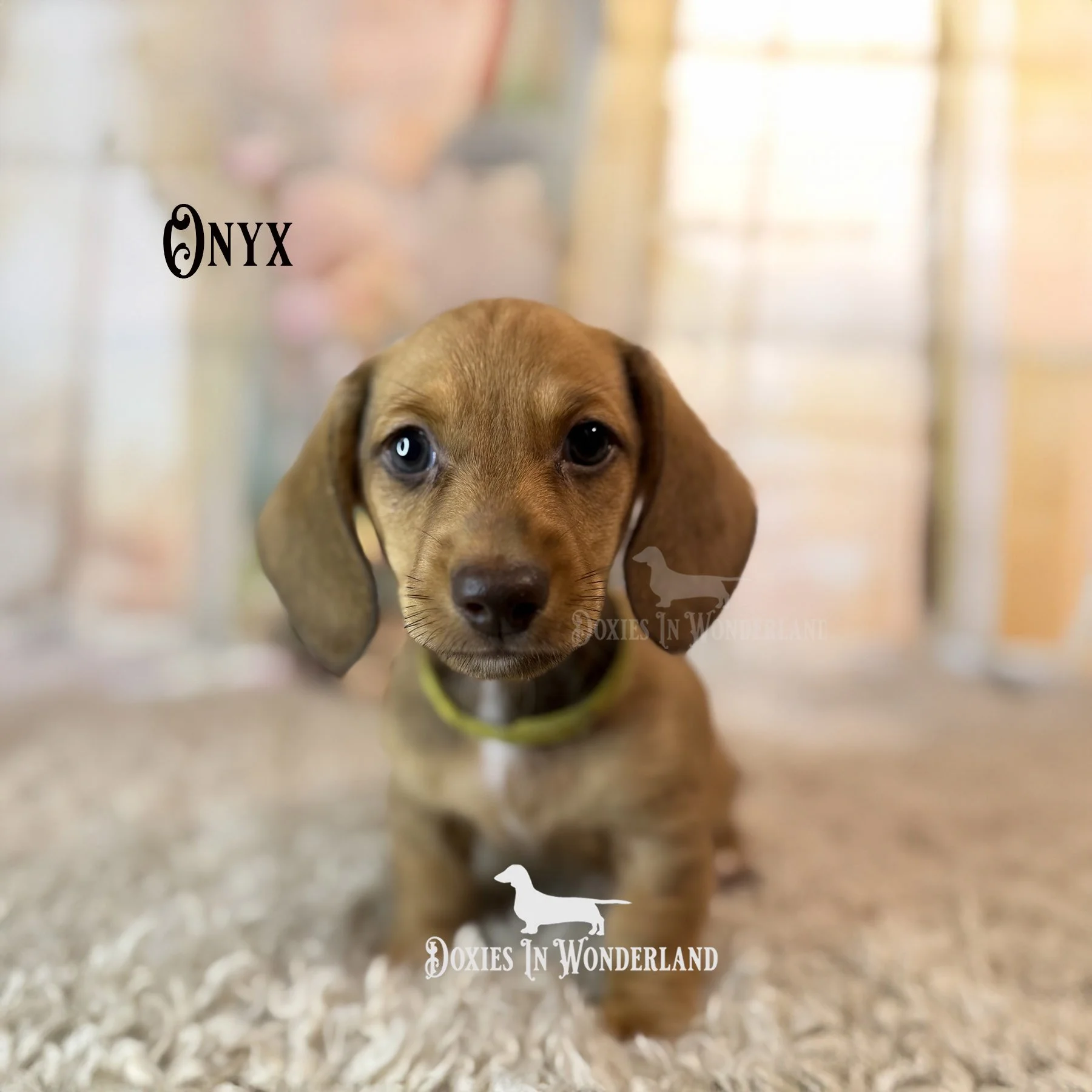 Onxy 8 weeks copy.jpg