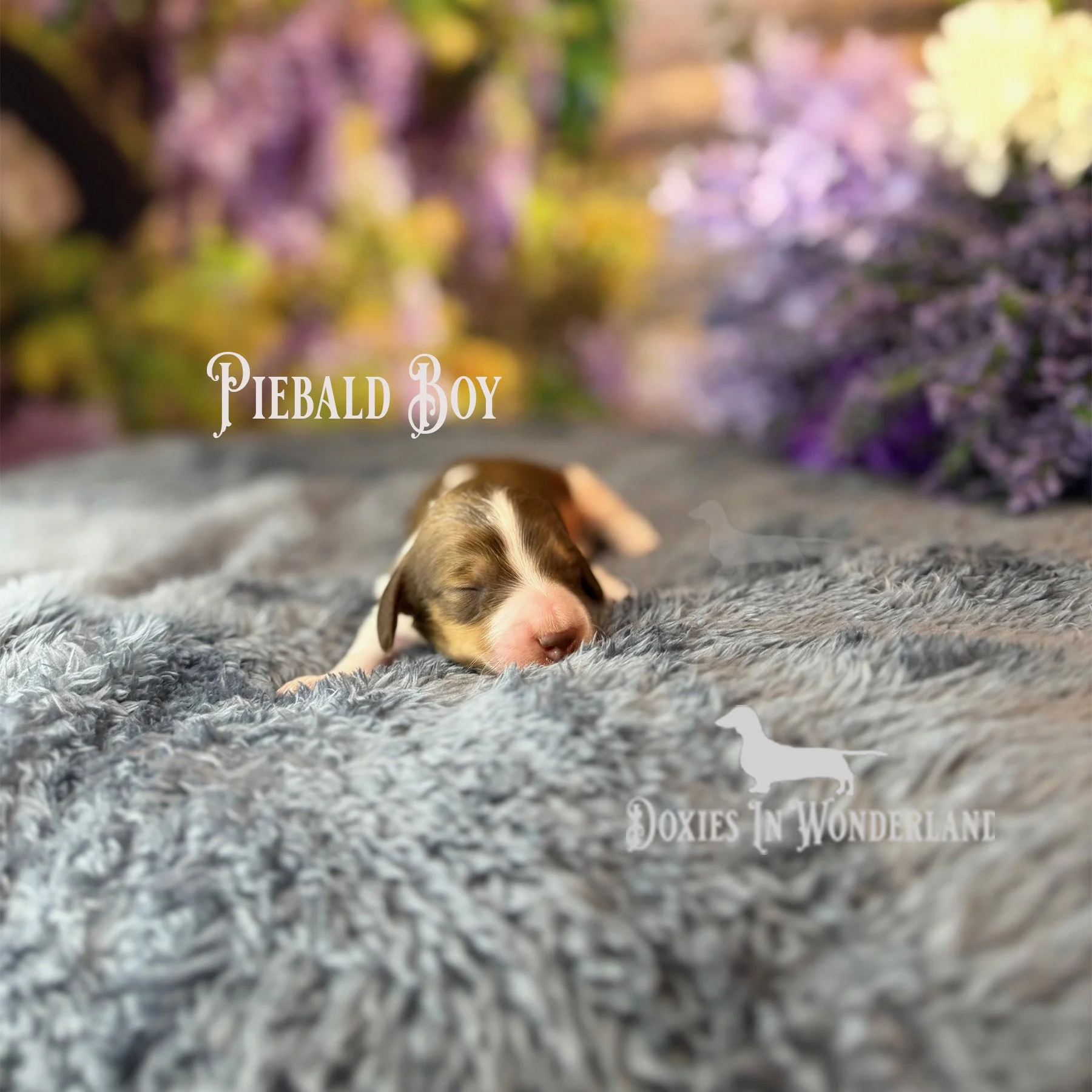 piebald boy 5 days copy.jpg