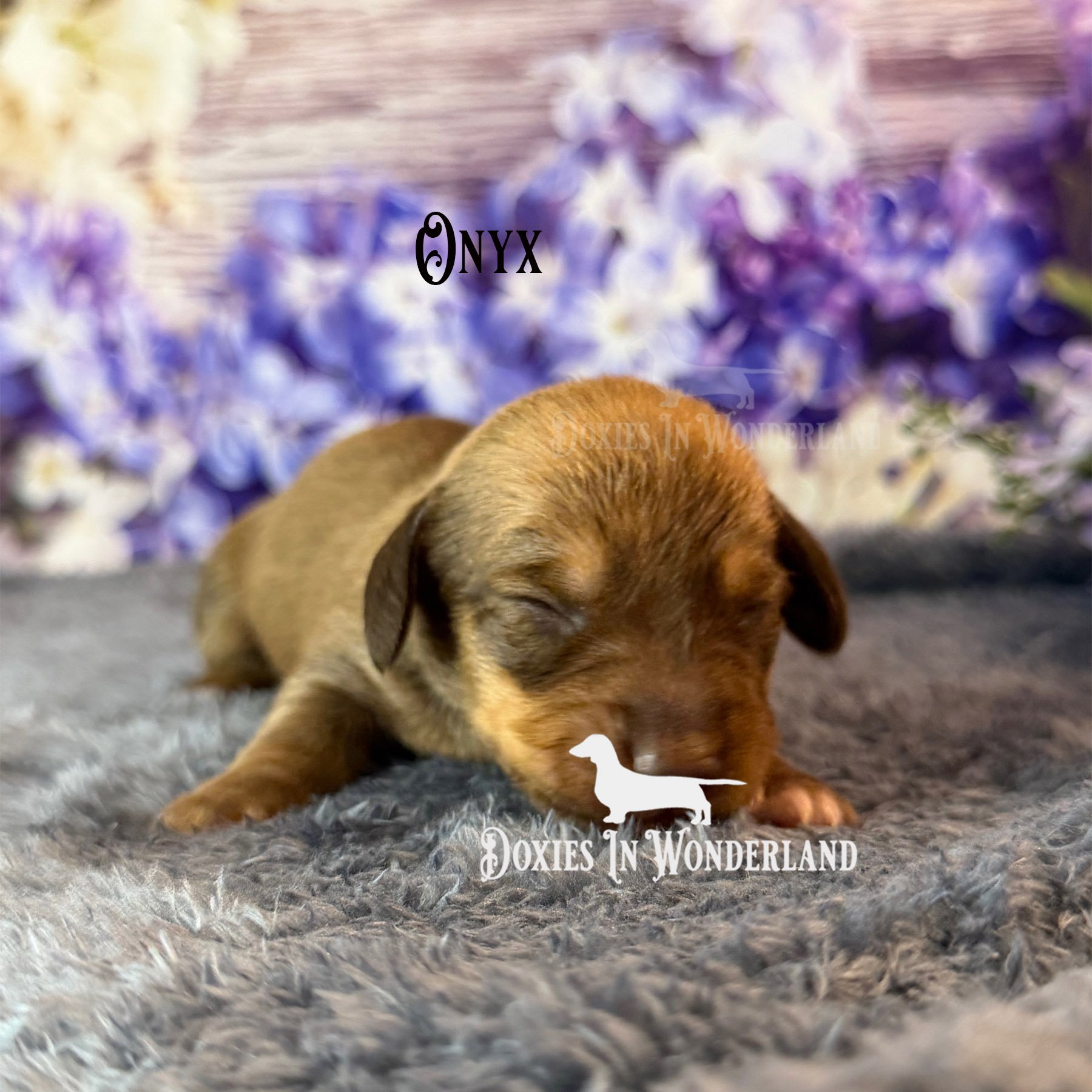 onyx 1.5 weeks front copy.jpg