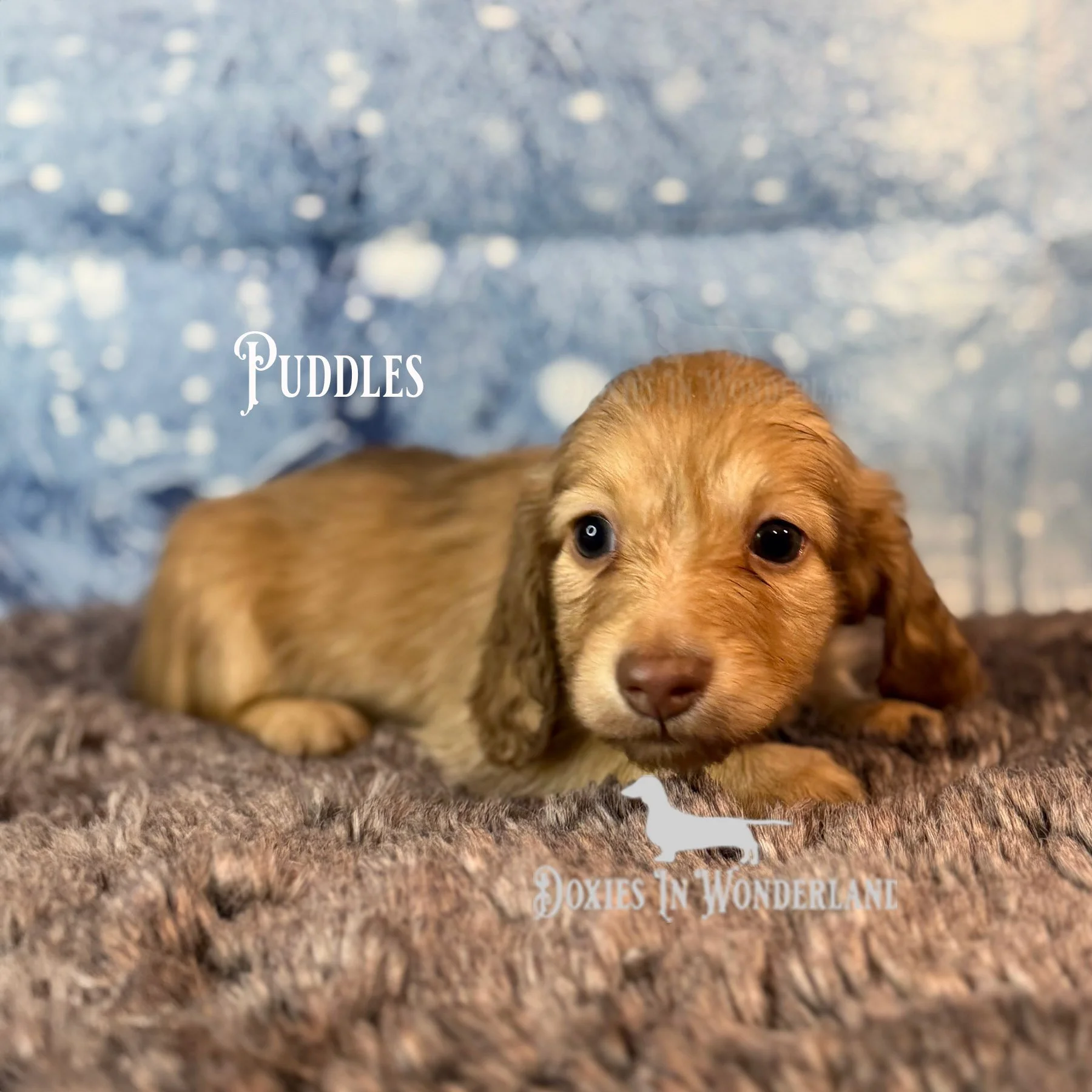 Puddles 5 wks copy.jpg