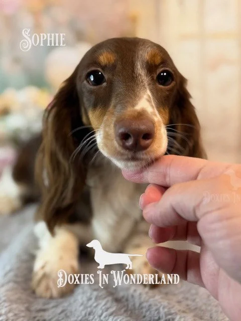 Sophie 1 year copy.jpg