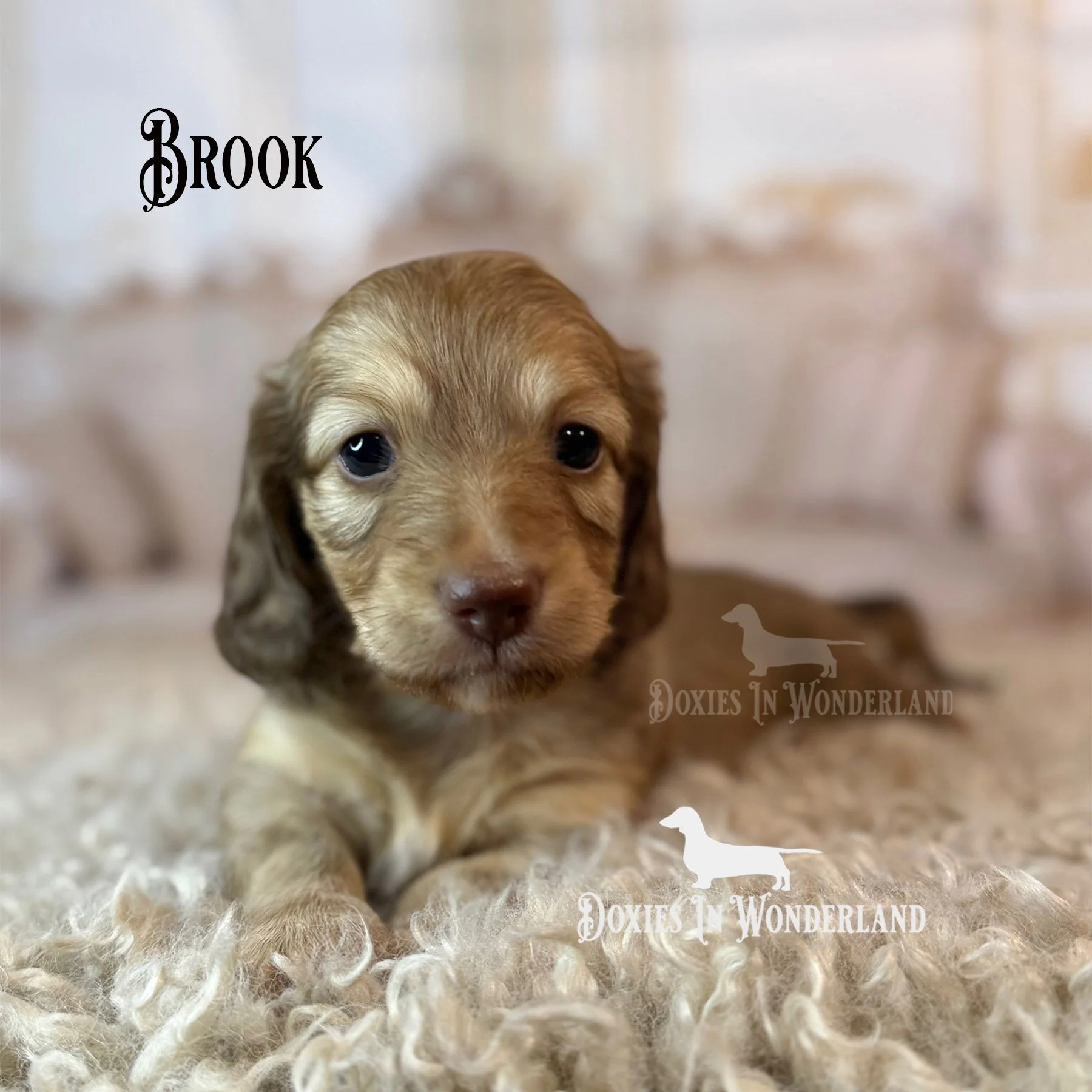 Brook front copy.jpg