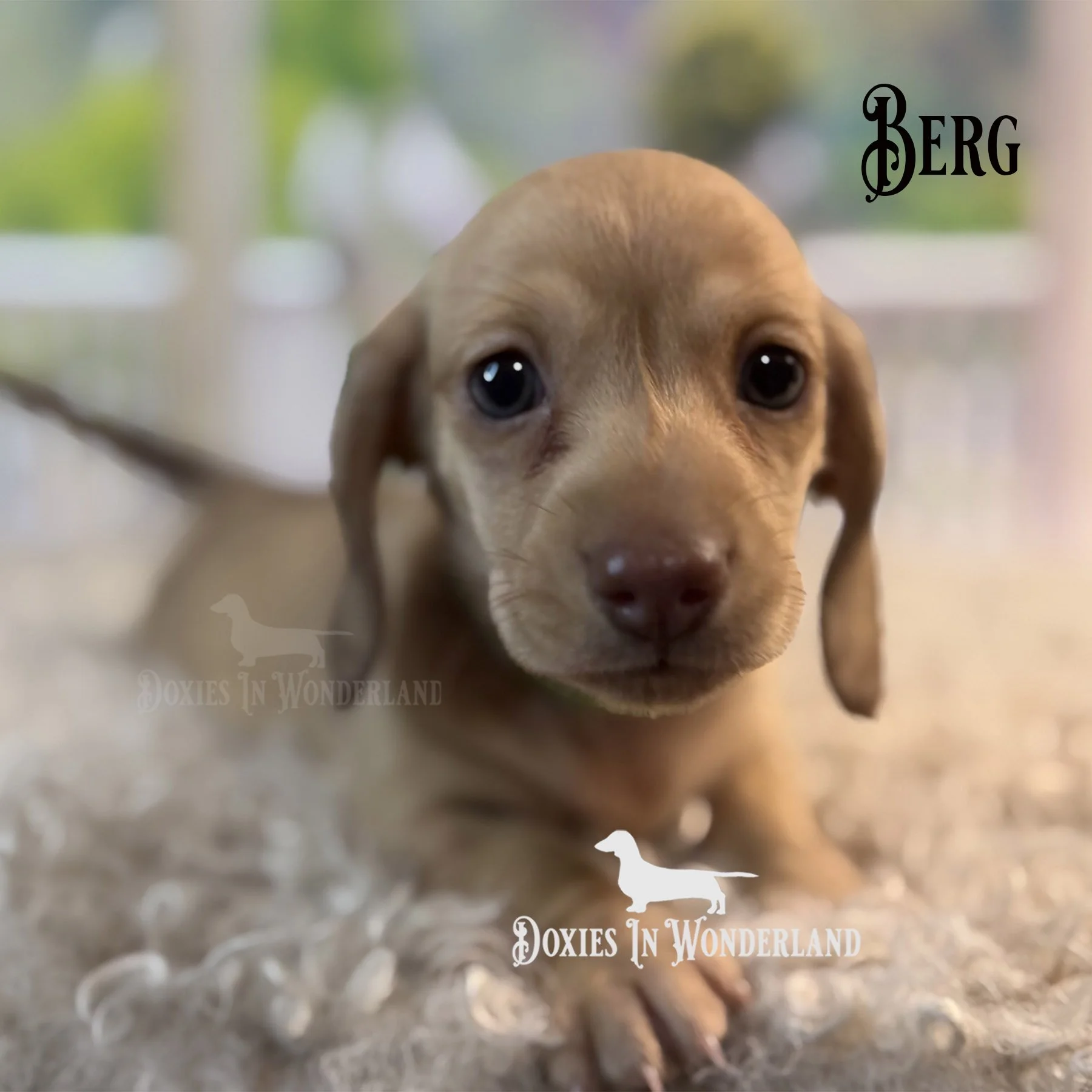 berg 5 weeks copy.jpg