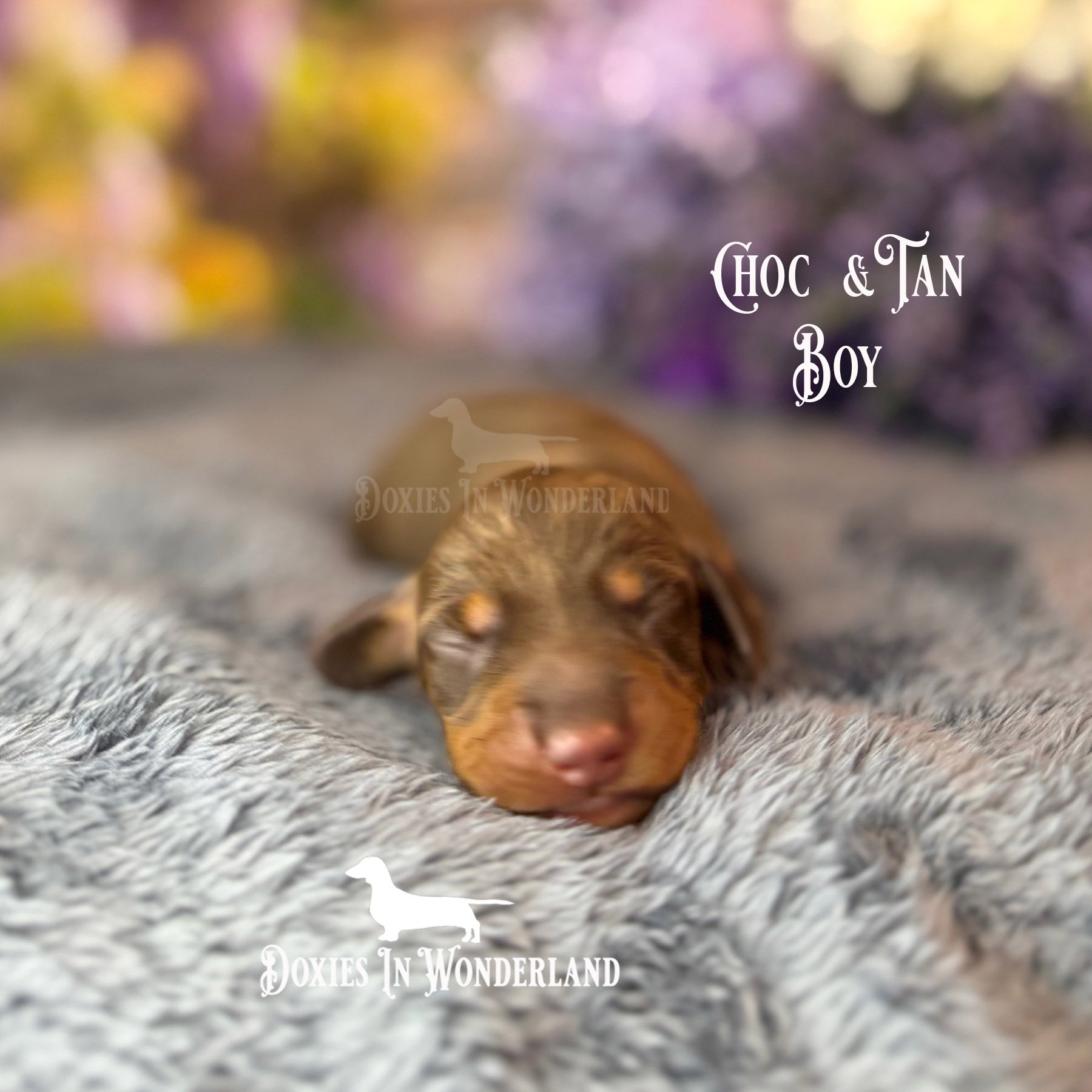 choc boy 5 days copy.jpg