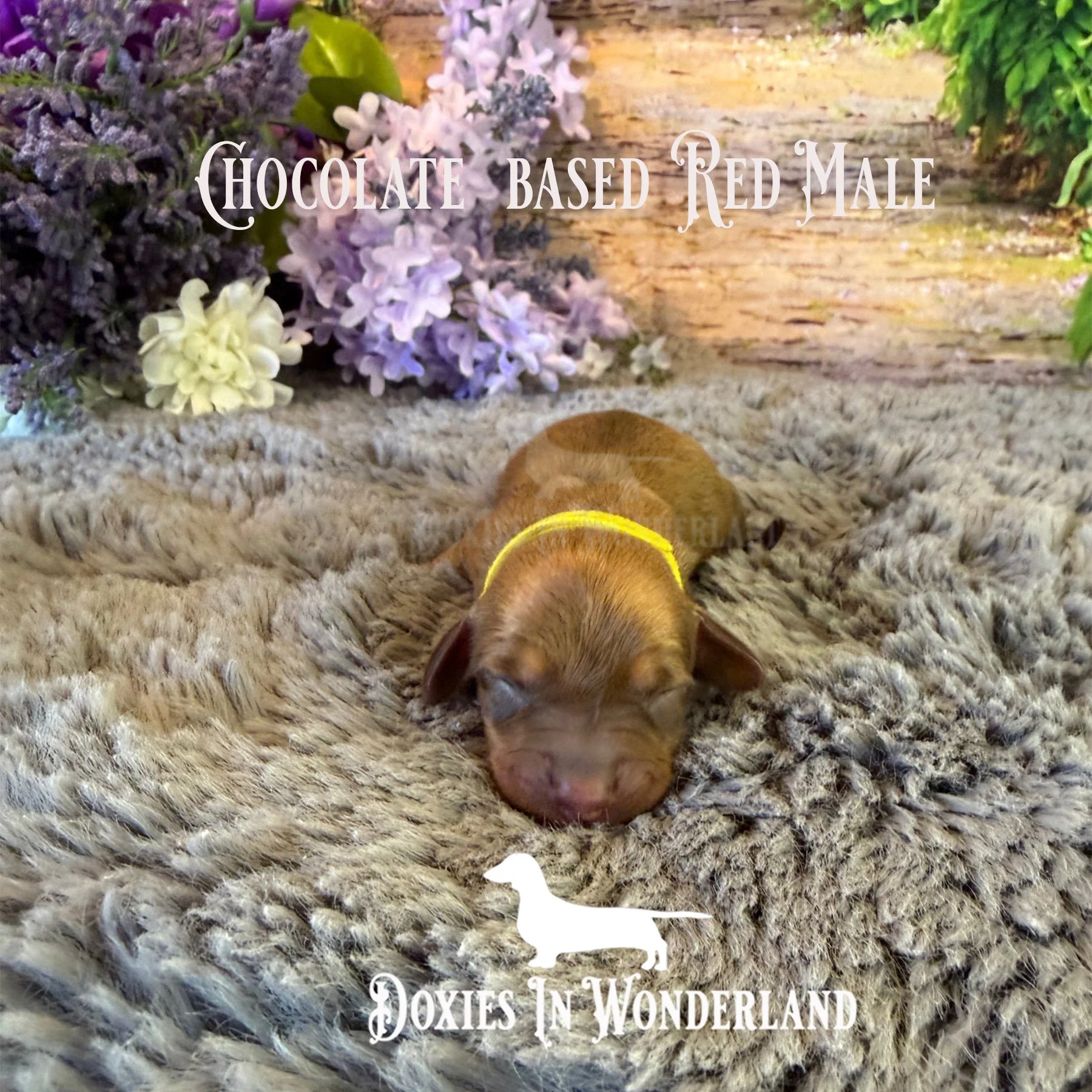 Choc based shaded red male copy.jpg