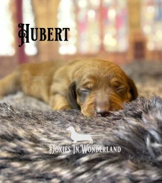 Hubert 2 weeks copy.jpg