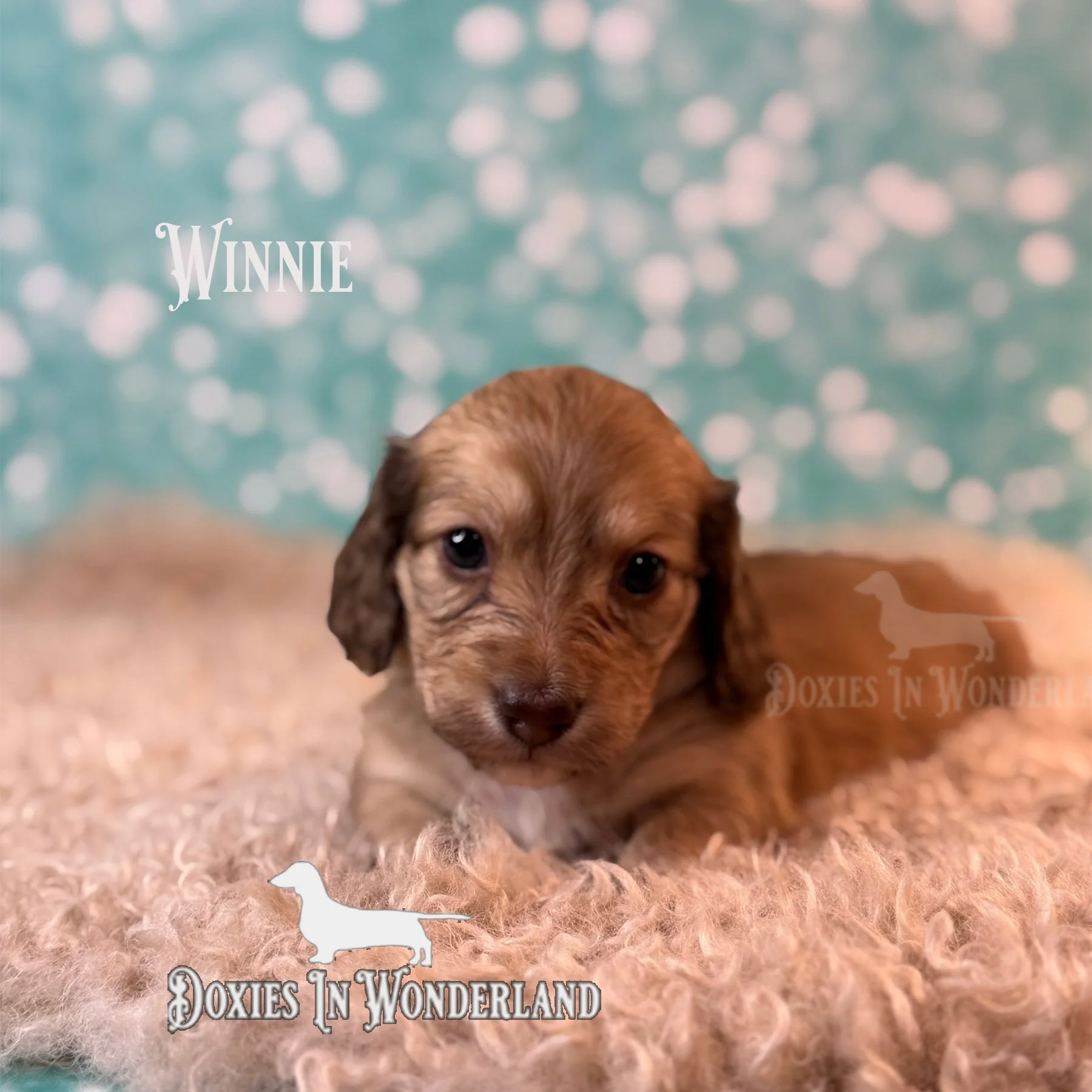 Winnie 4 wks old copy.jpg