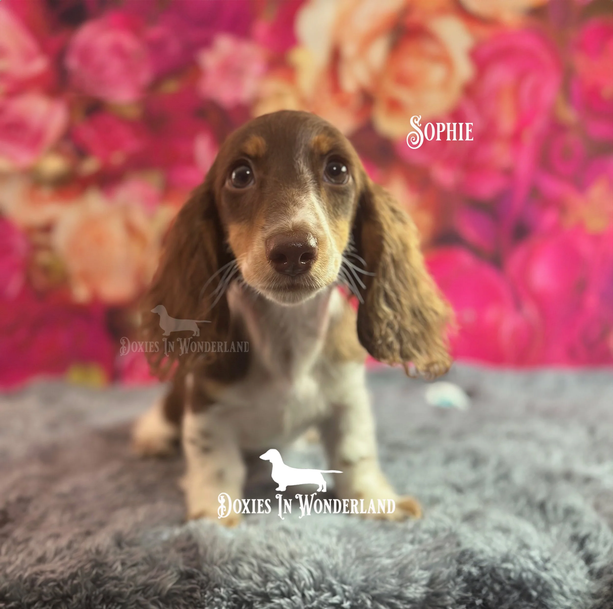 Sophie pic 1 copy.jpg