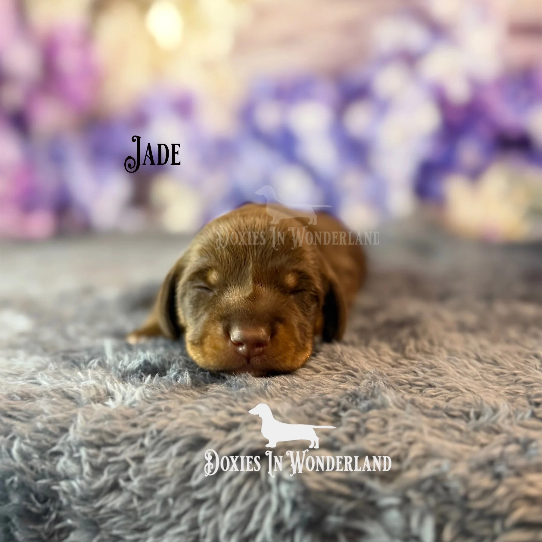 jade front 1.5wks copy.jpg