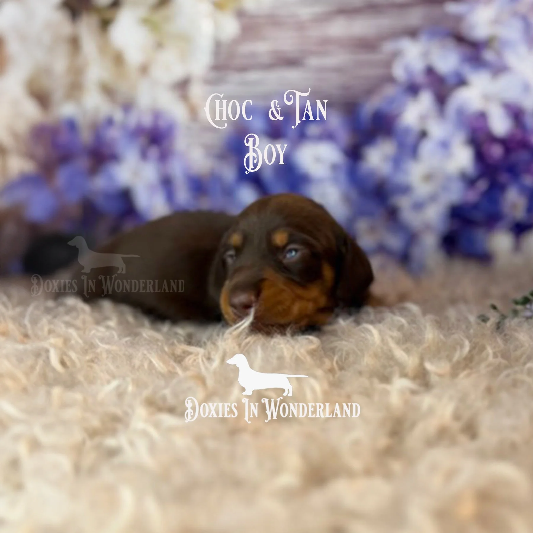 choc boy 2 weeks old copy.jpg