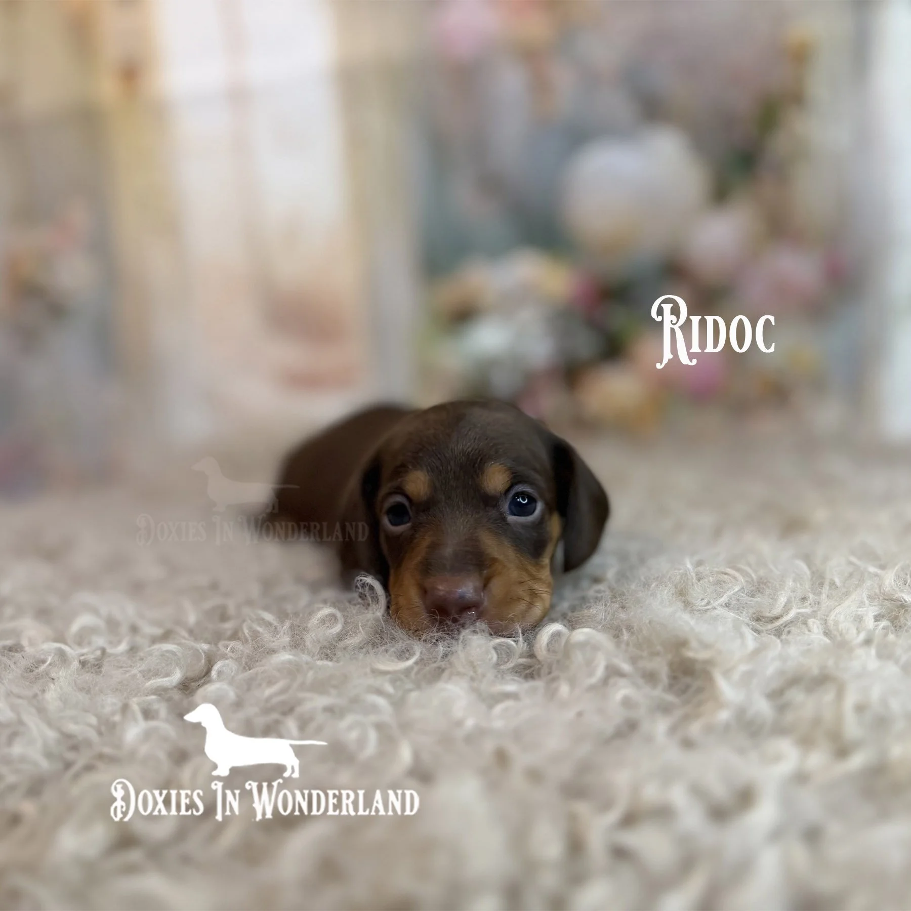 Ridoc 3 wks copy.jpg