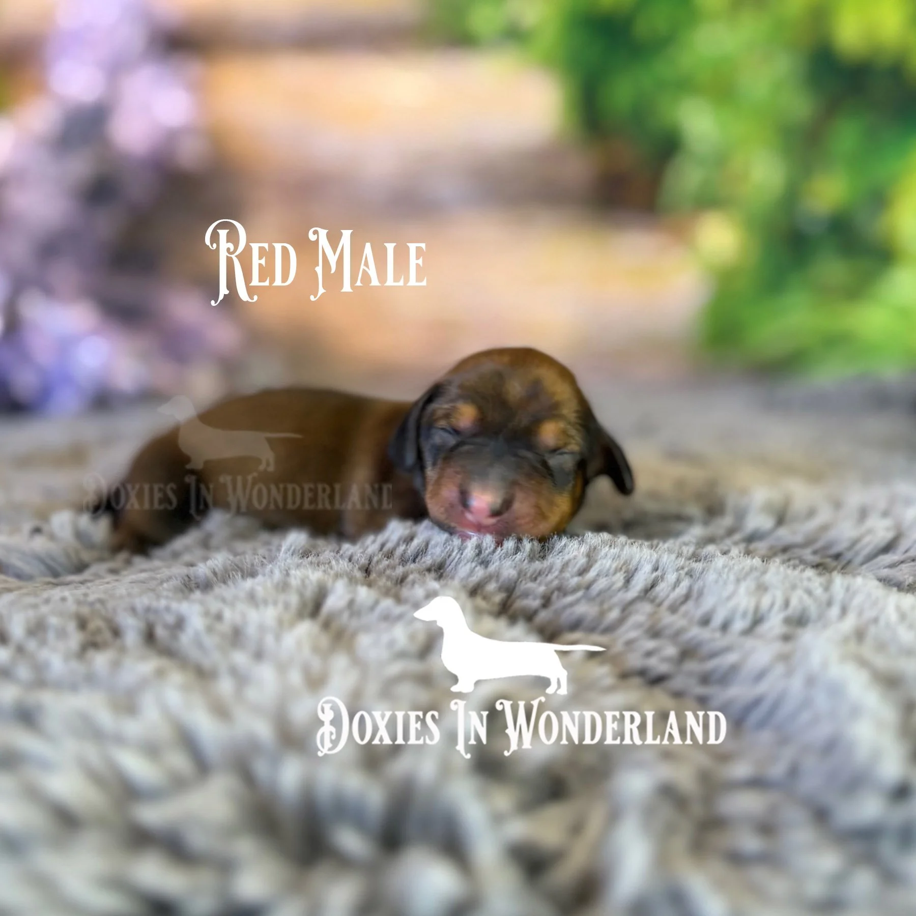 Red Male side view copy.jpg