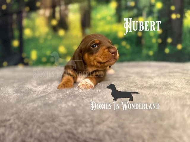 Hubert 3 wks copy.jpg