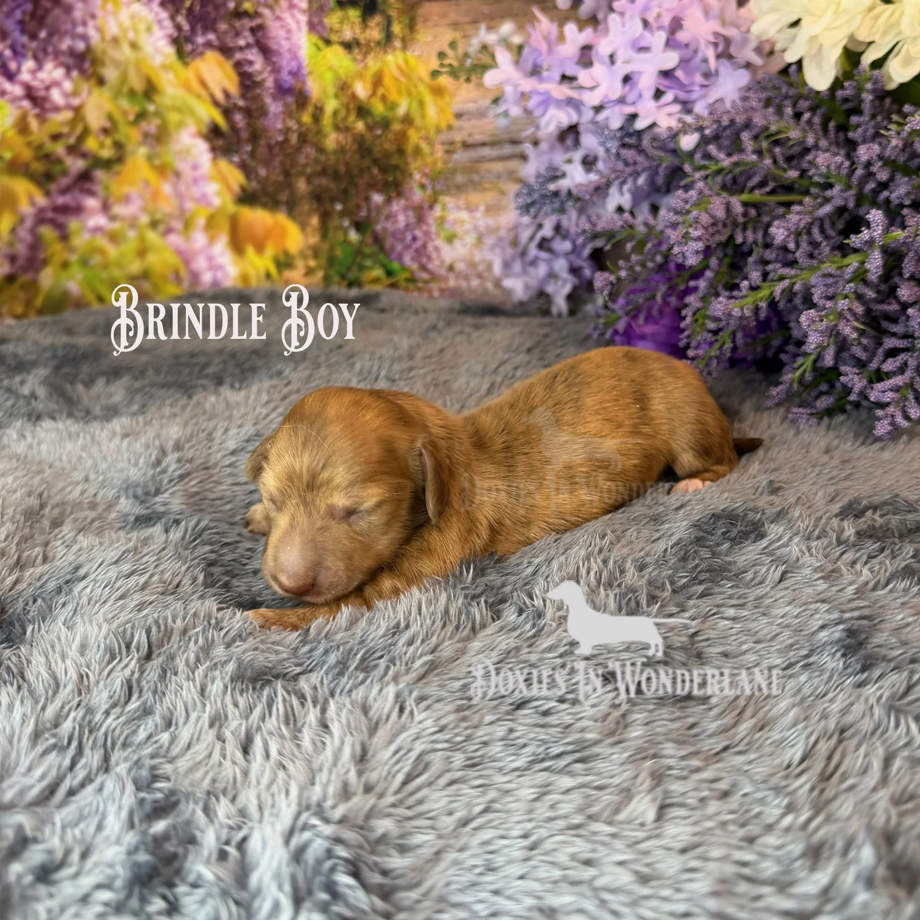 Brindle boy 5 d old copy.jpg