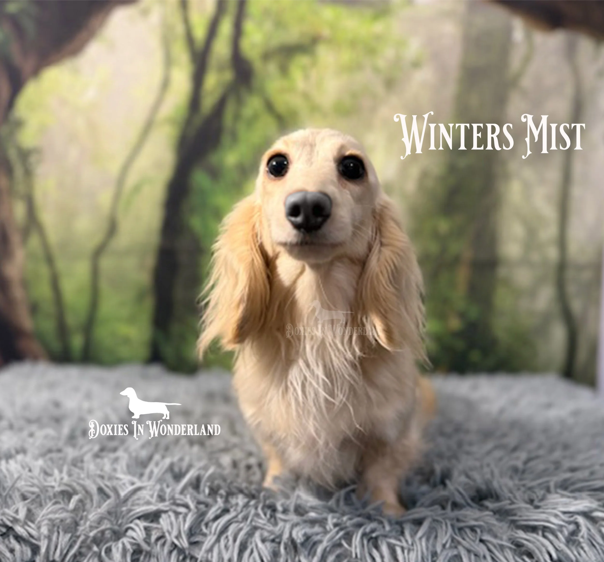 Misty 82425 copy.jpg