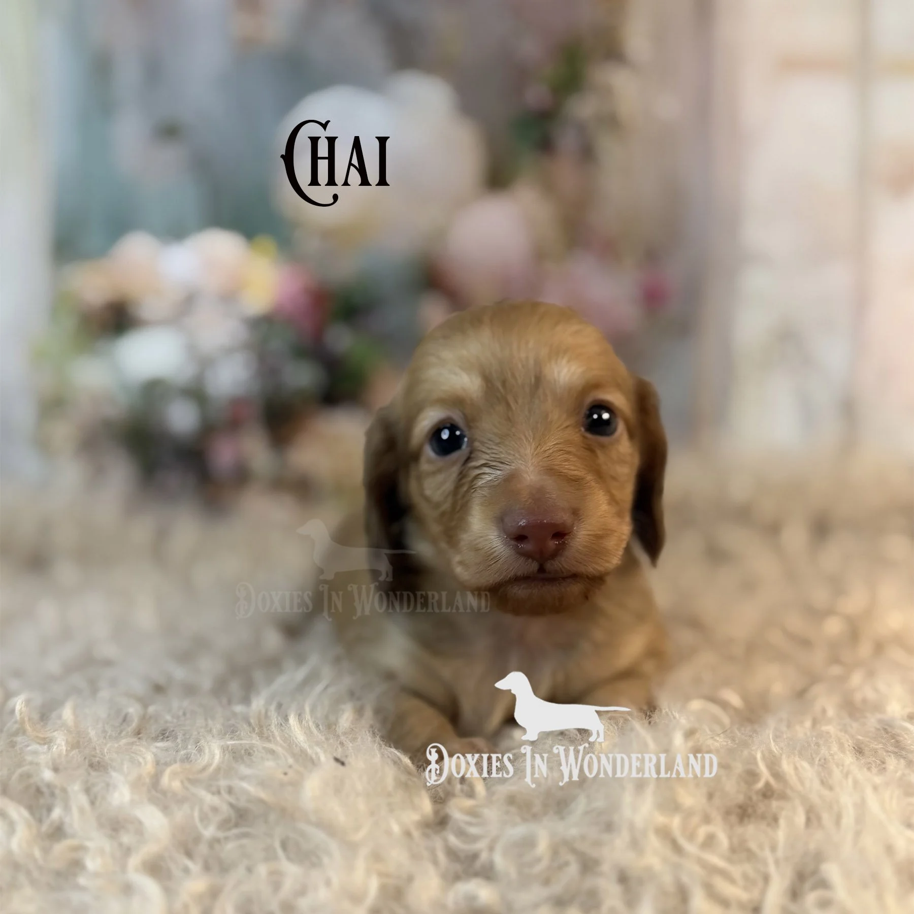 Chai 4 wks copy.jpg