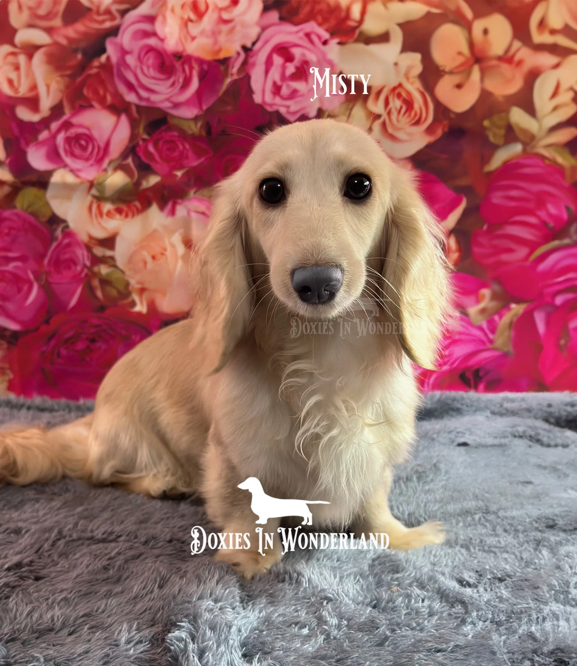 Misty 8 months copy.jpg
