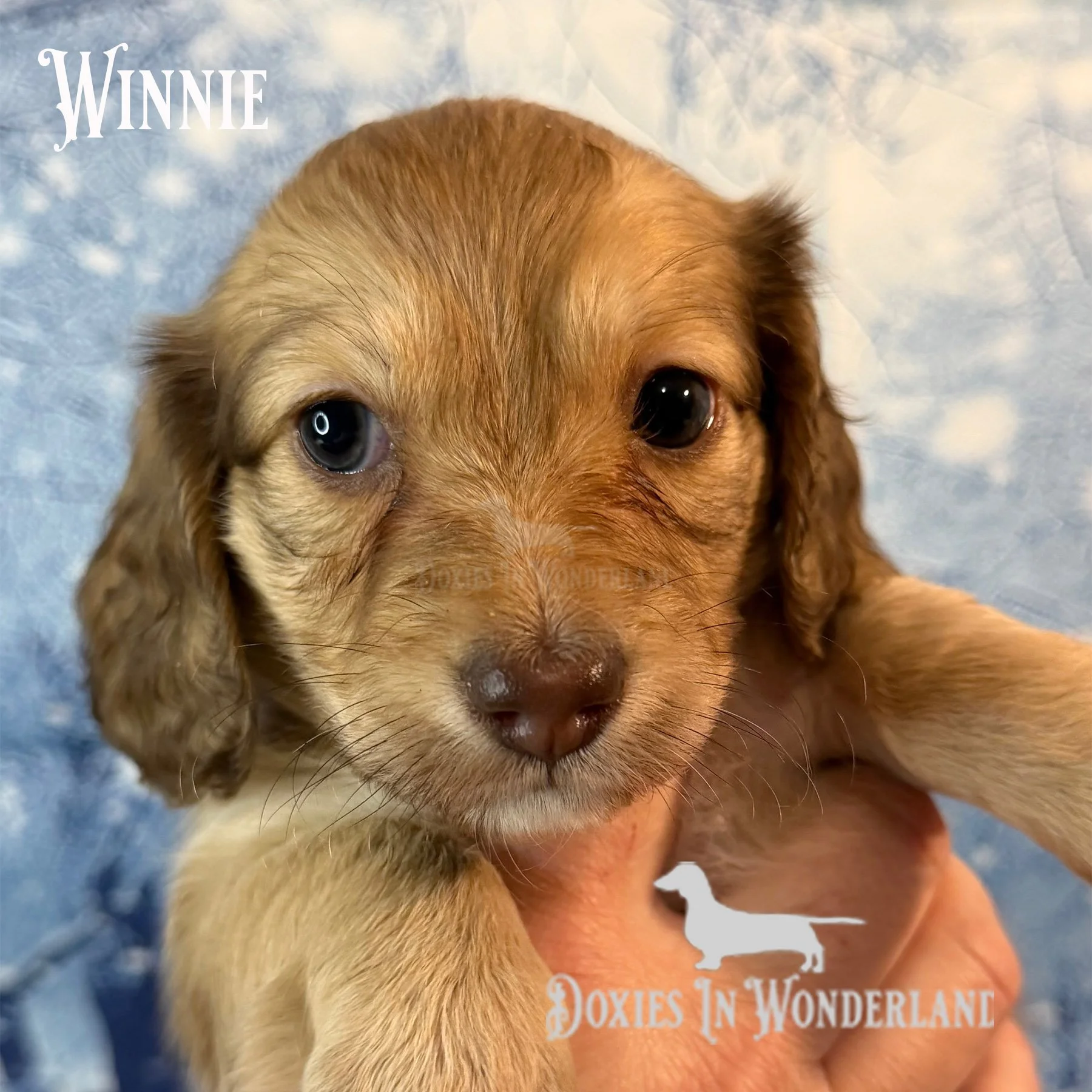 Winnie 5wks copy.jpg