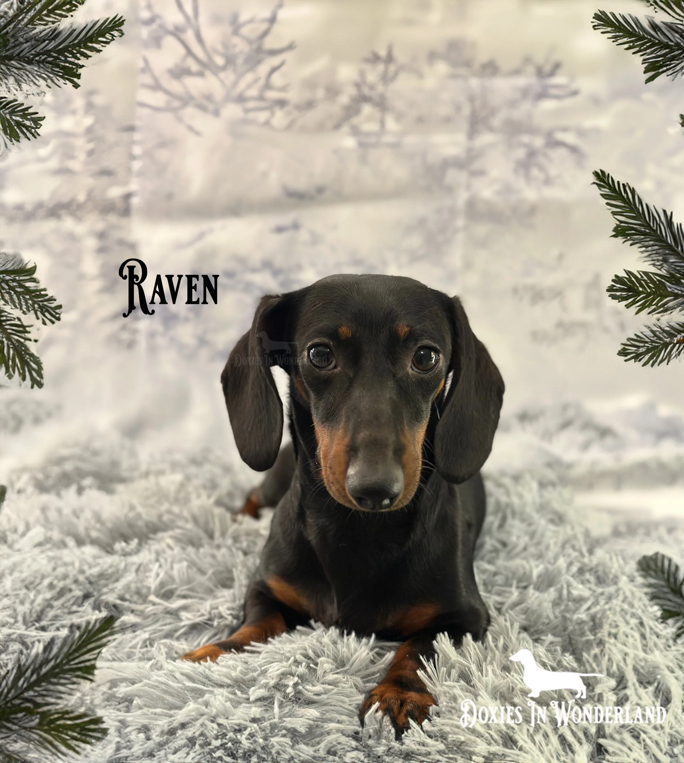 raven part 2 copy.jpg