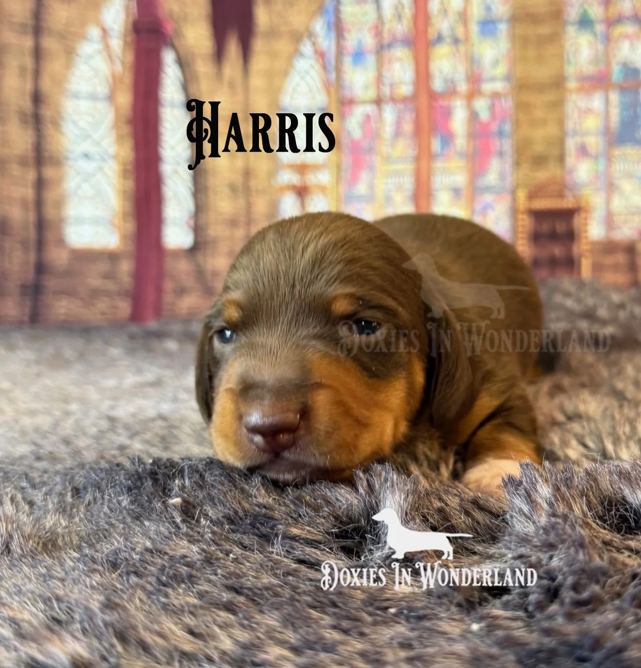 Harris 2 wks copy.jpg