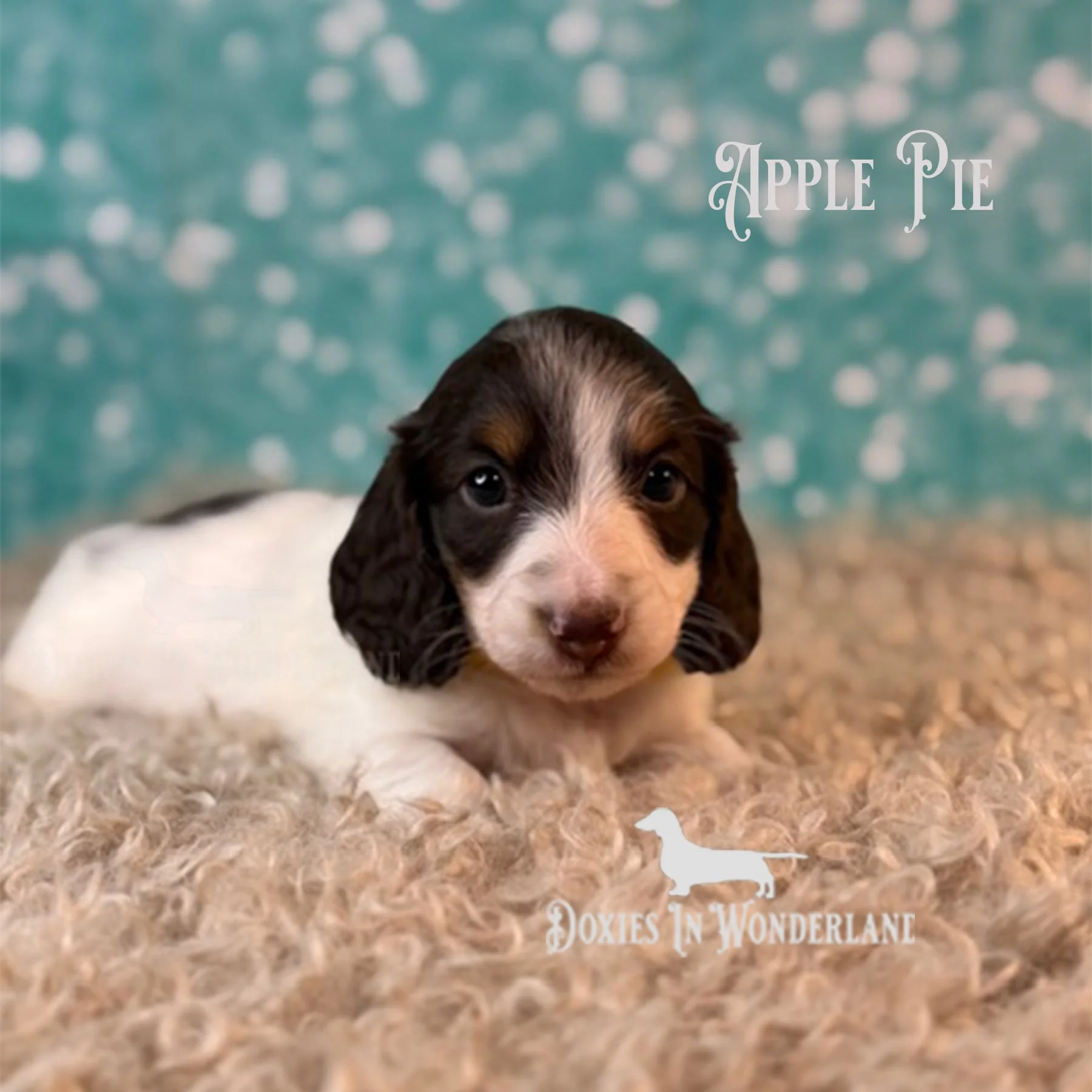 Apple Pie 4 wks copy.jpg