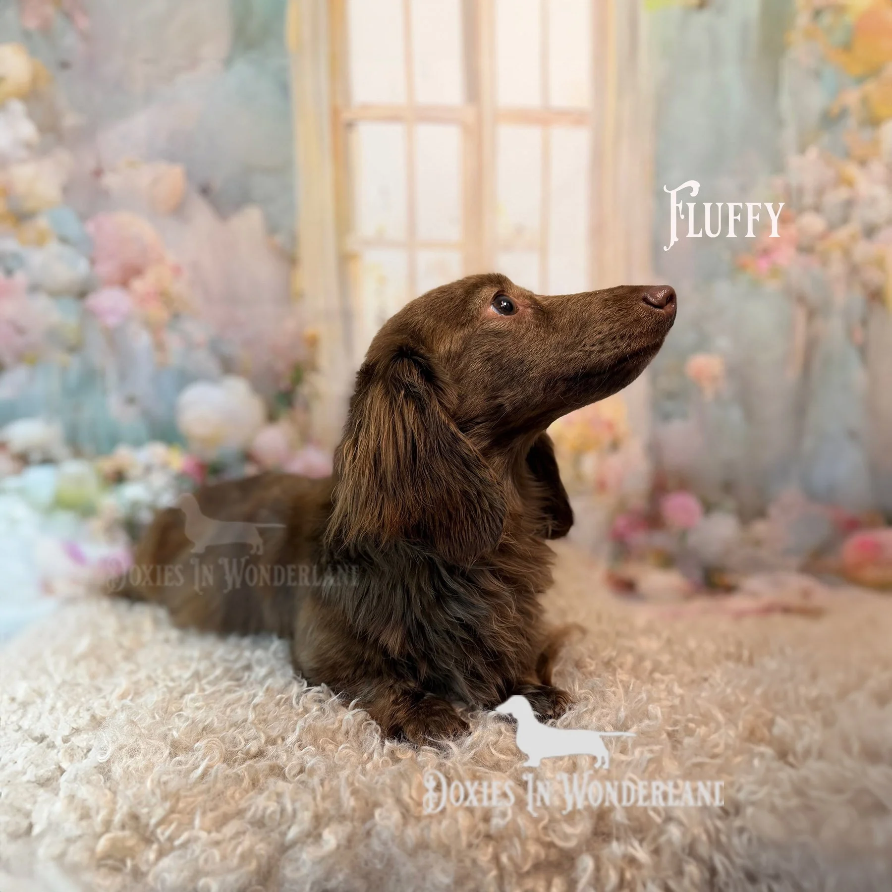 Majestic princess copy.jpg