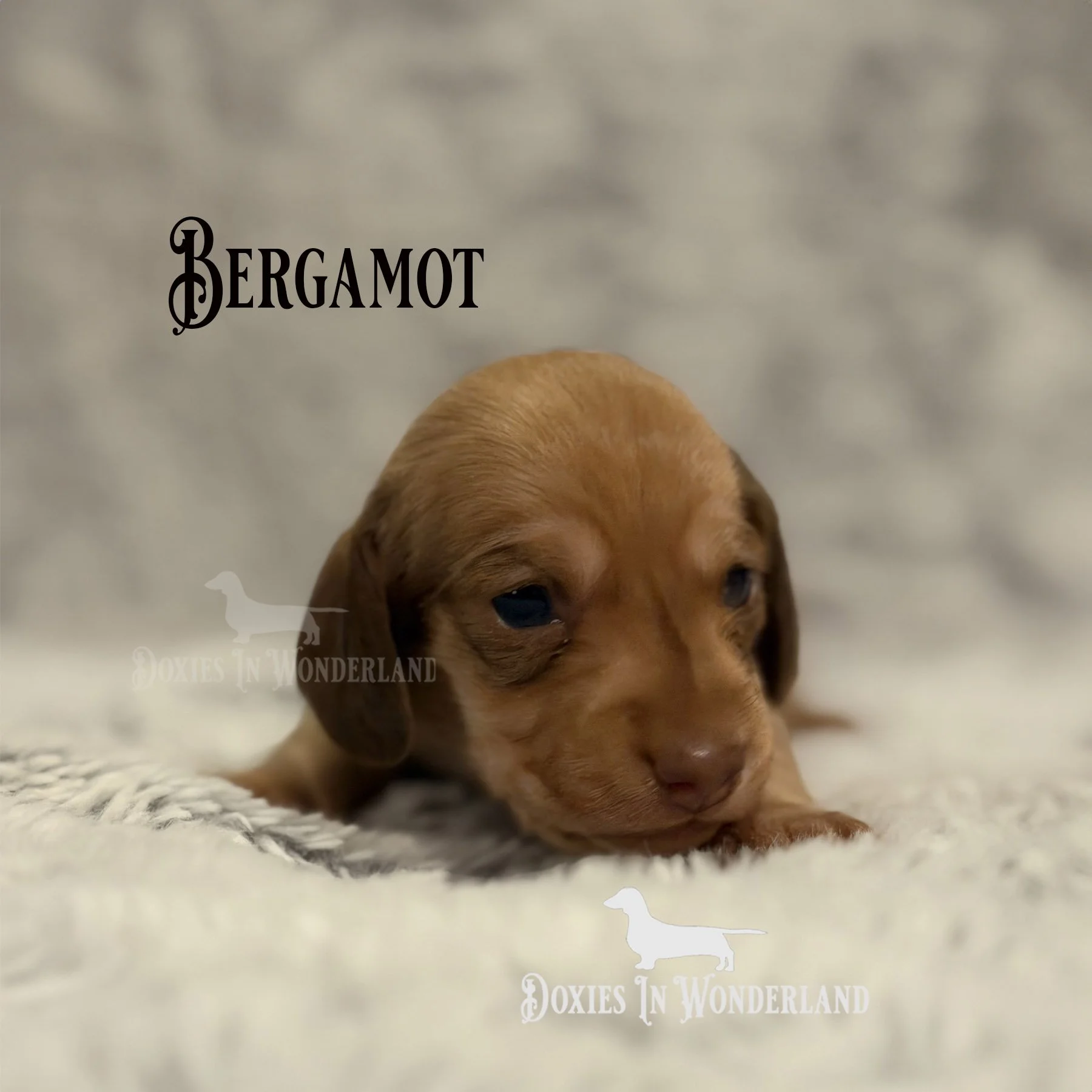 Bergamot 2 weeks old copy.jpg