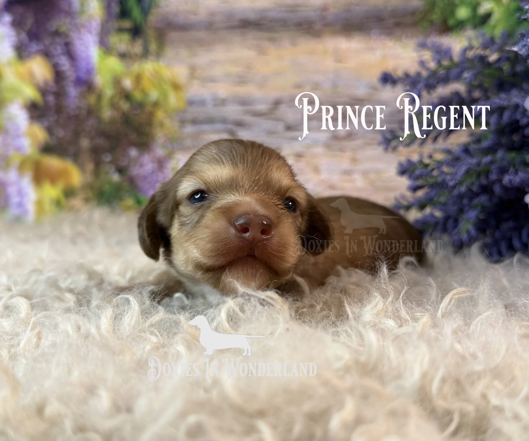 Prince 2 weeks old copy.jpg