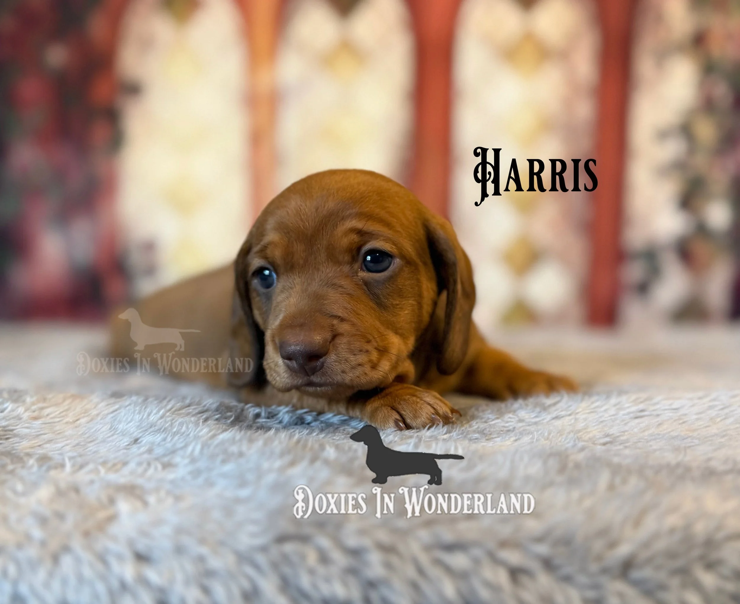 Harris 4 wks copy.jpg
