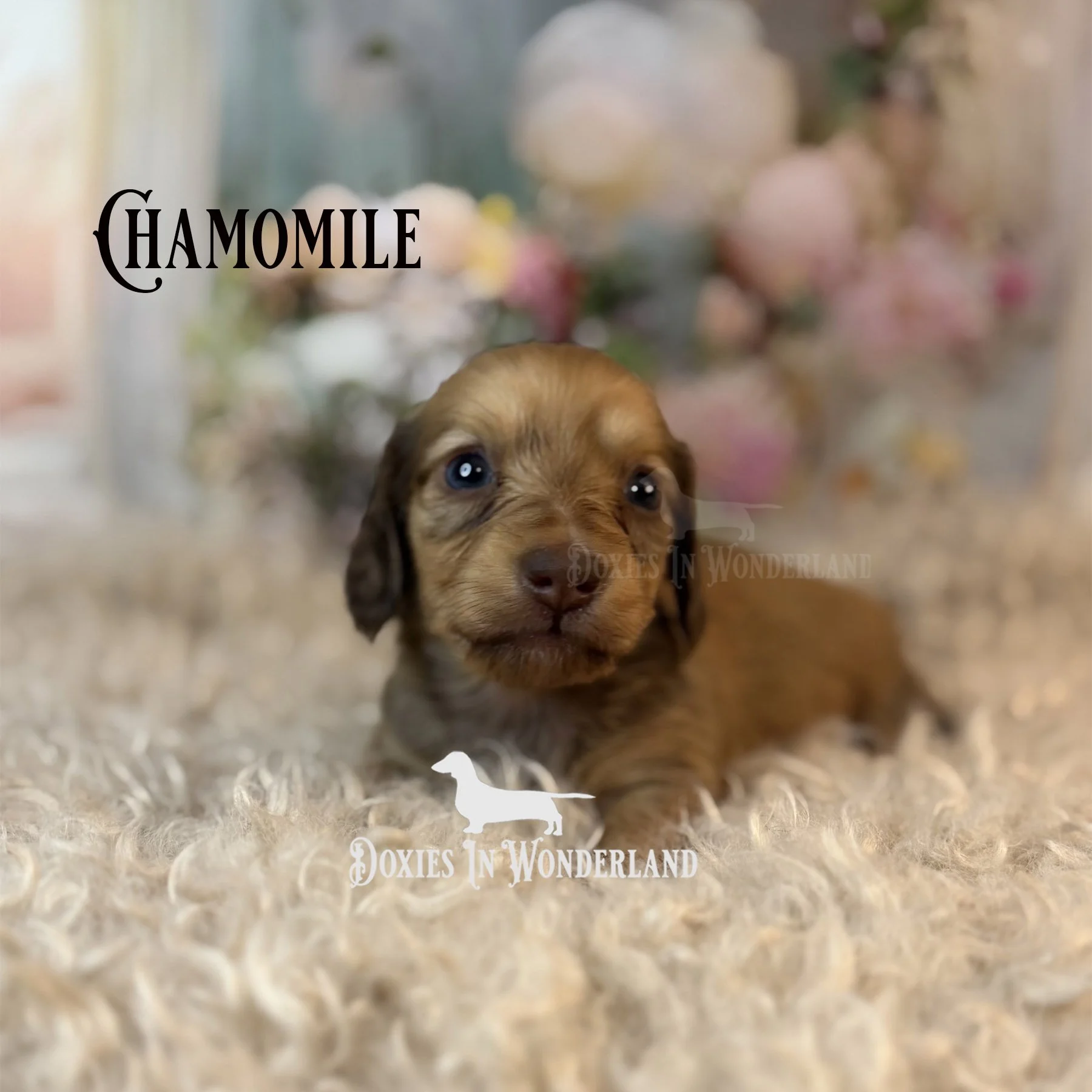 Chamomile 4 wks copy.jpg