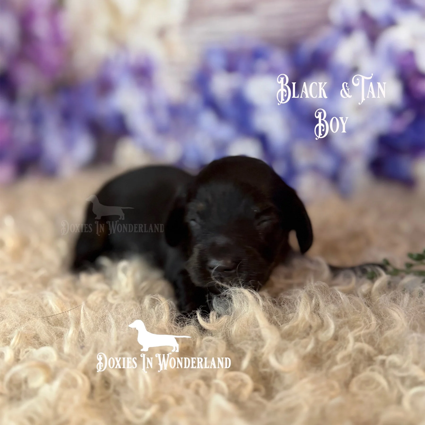 Bat Boy 2 weeks copy 2nd photo copy.jpg